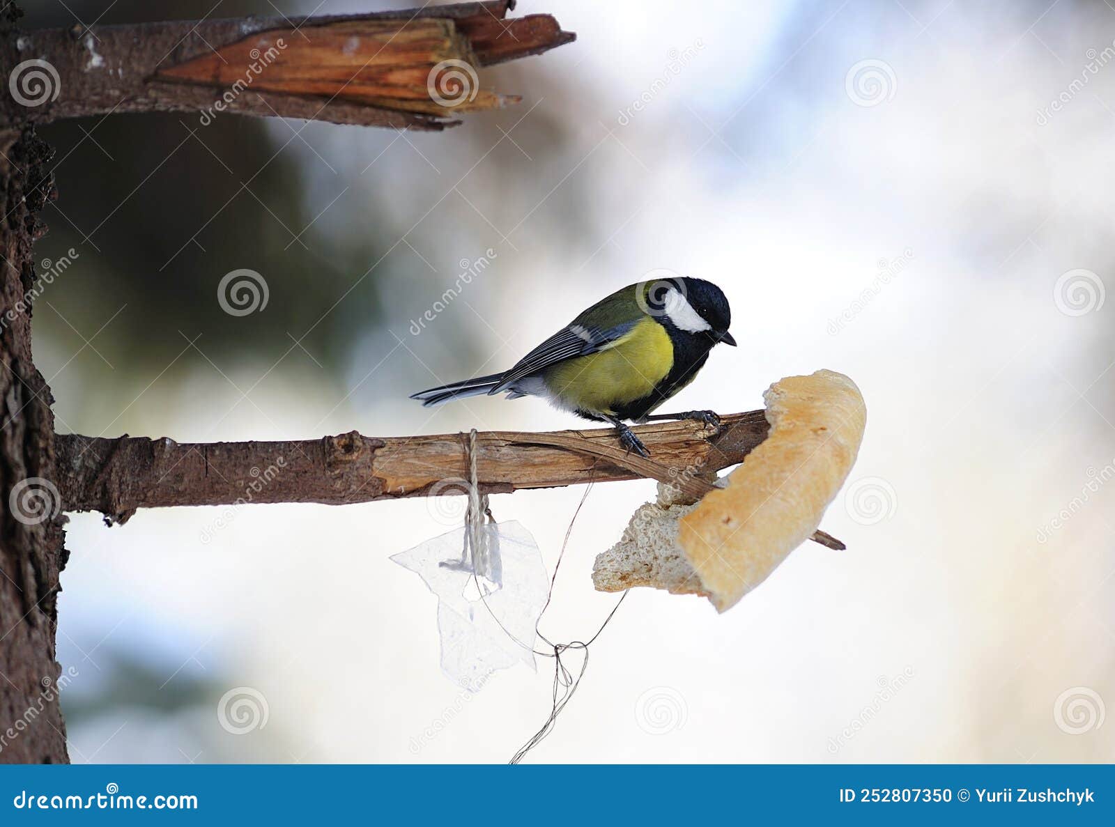 Titmouse Bird Sitting on a Mote of the Tree Pecking a Piece of Bread
