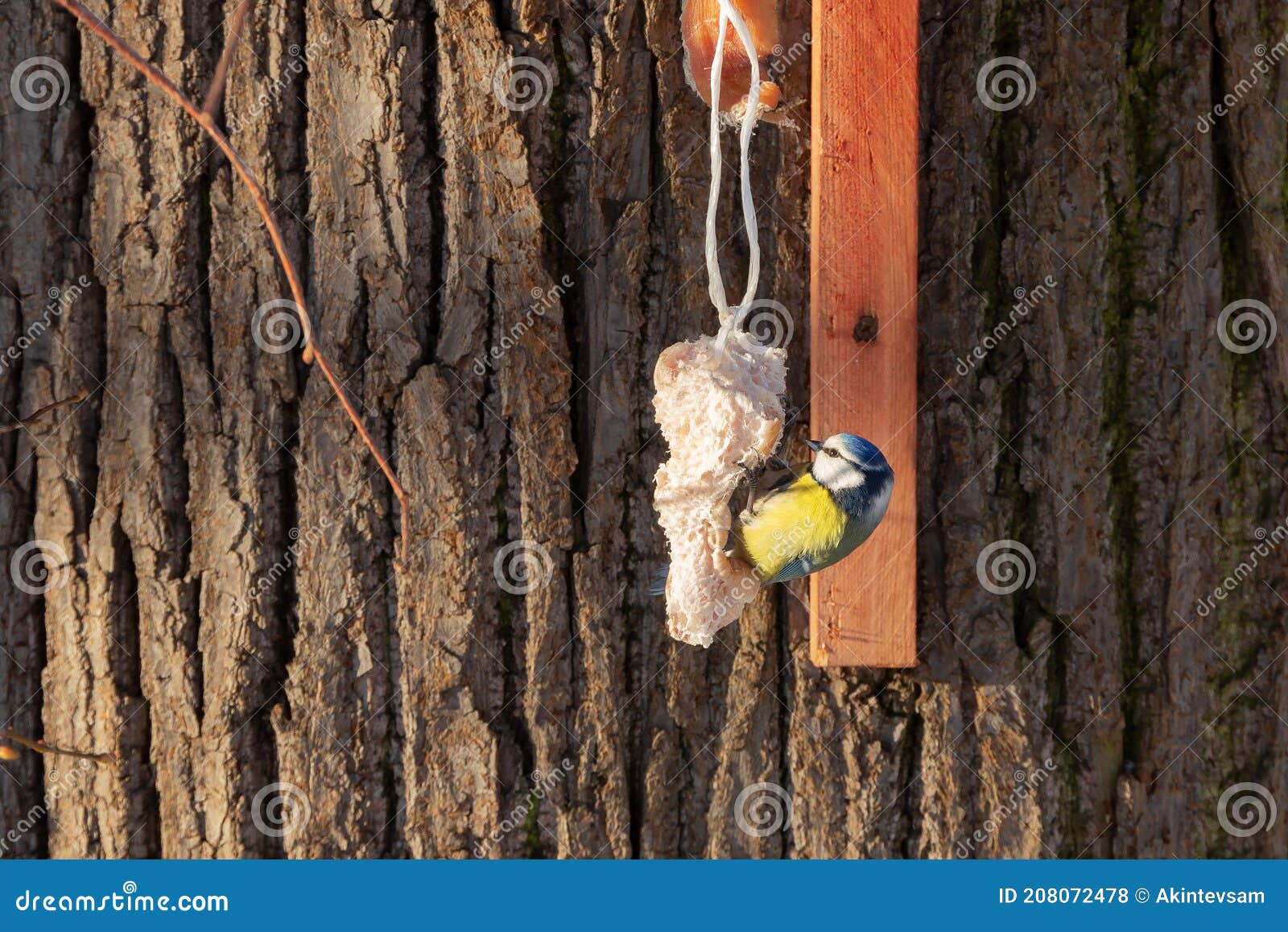 Titmouse eats lard stock photo. Image of wildlife, wintertime 208072478