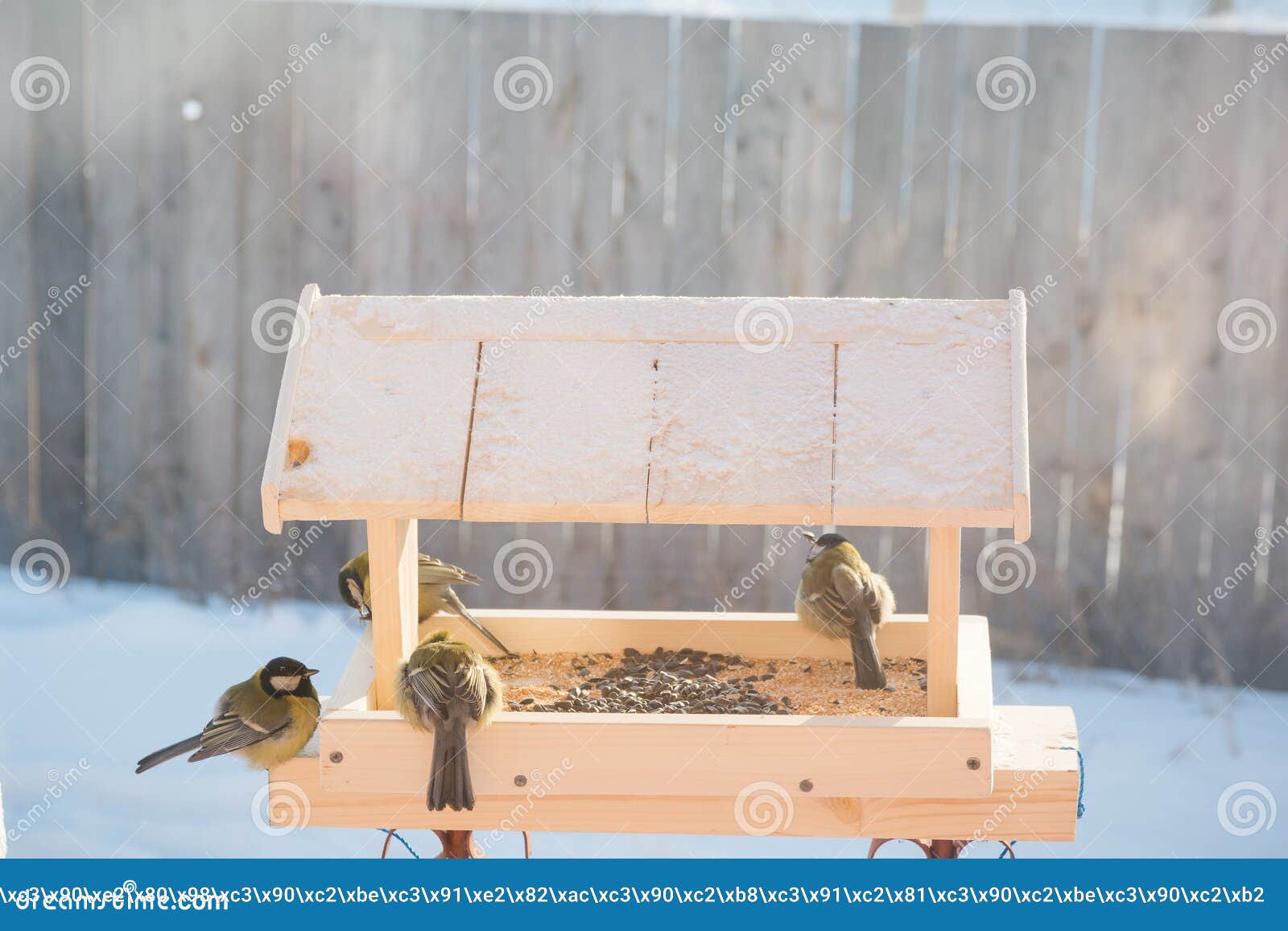 The Titmouse Eats in the Trough Stock Image Image of feeding, seed