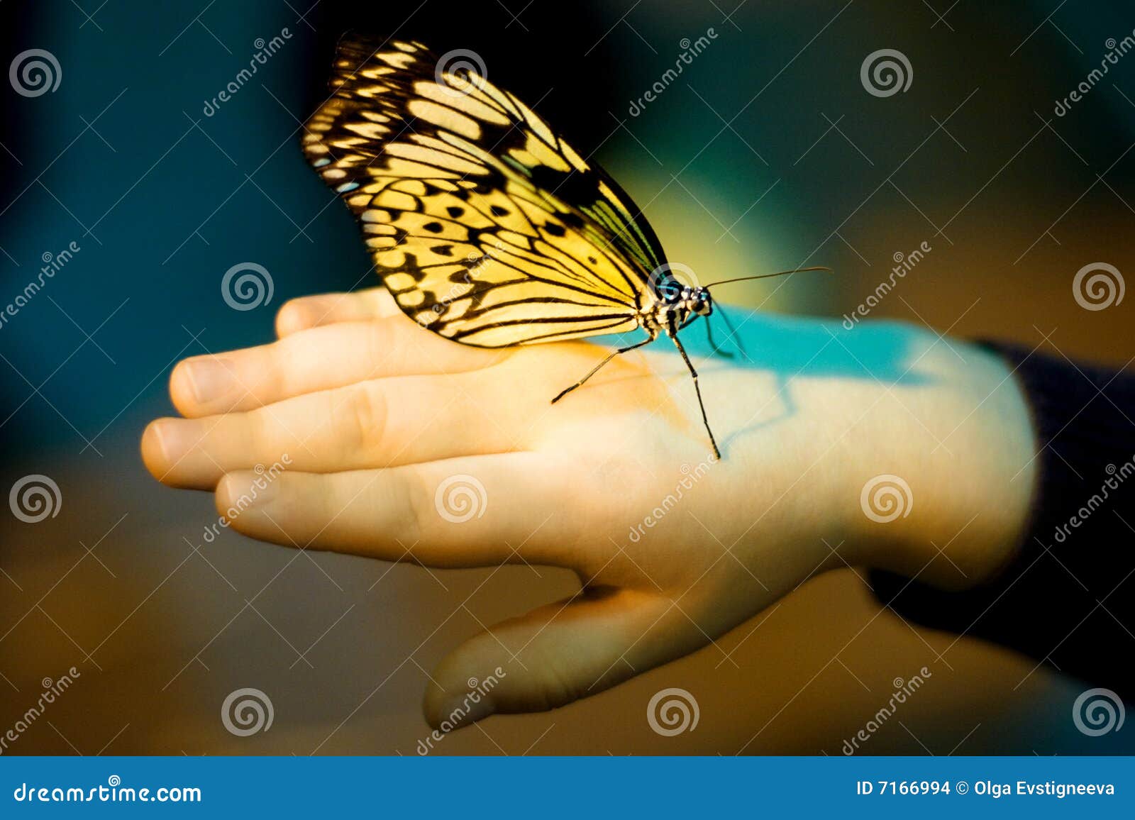 2,855 Catch Butterfly Stock Photos - Free & Royalty-Free Stock Photos from  Dreamstime