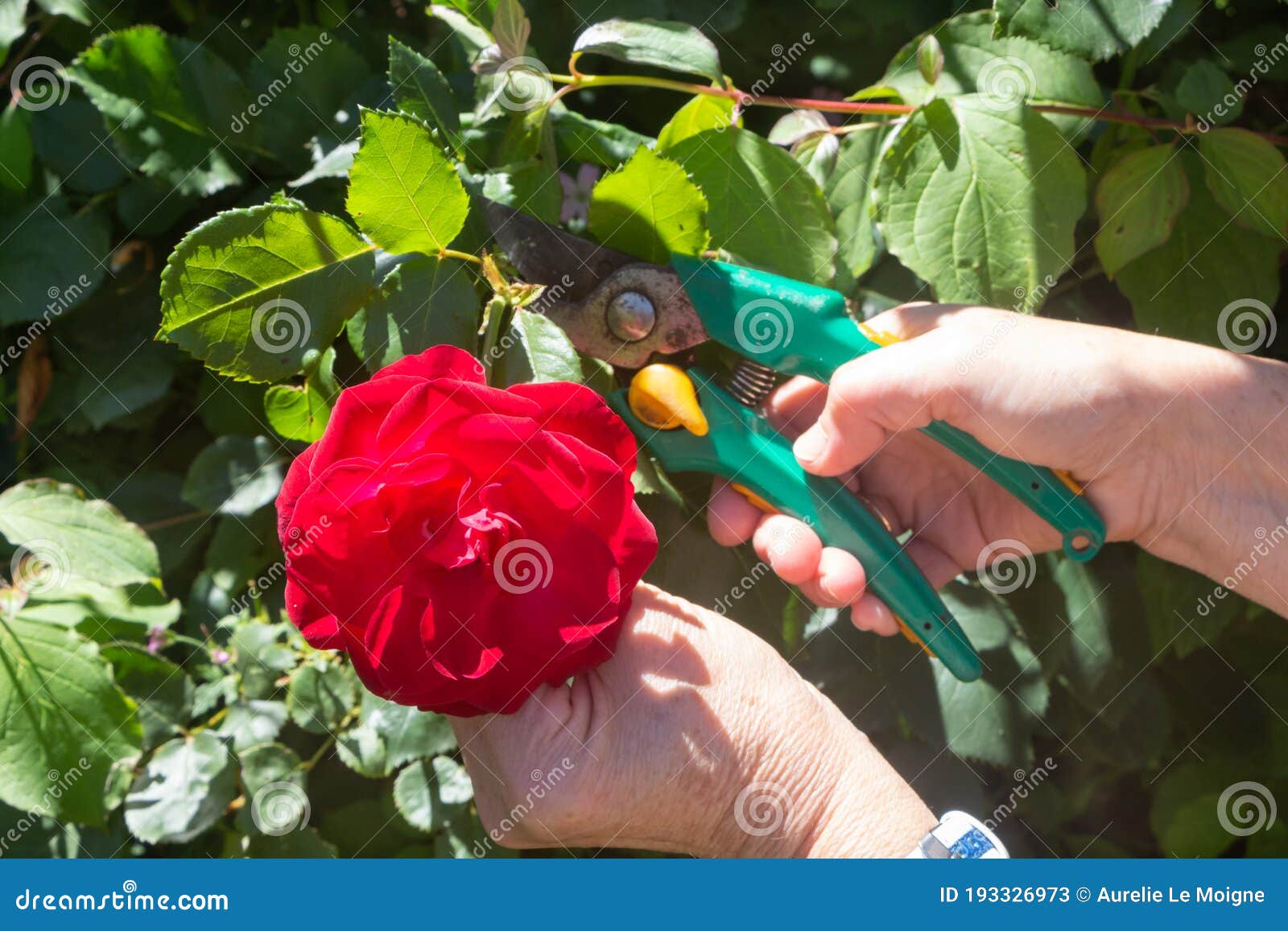 To cut a rose in a garden stock image. Image of rose 193326973