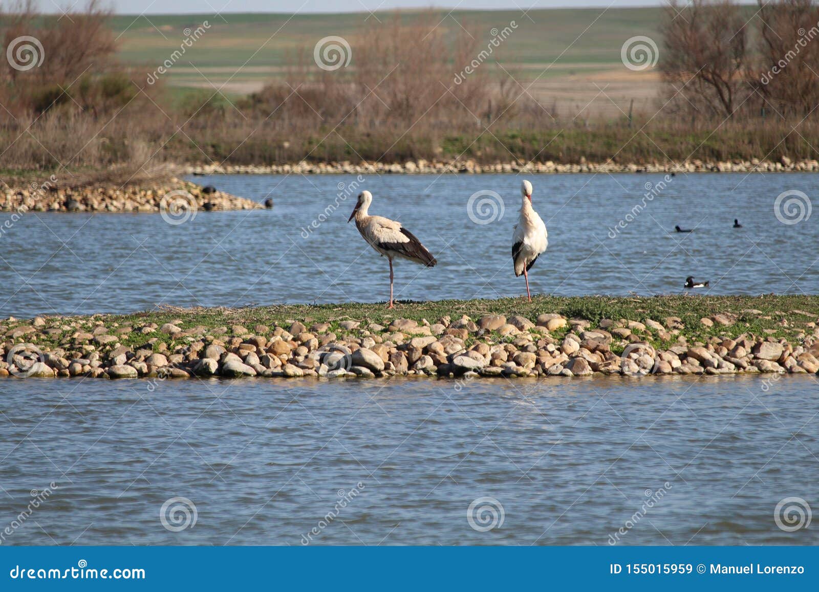 to keep precious storks resting trip toward the nest