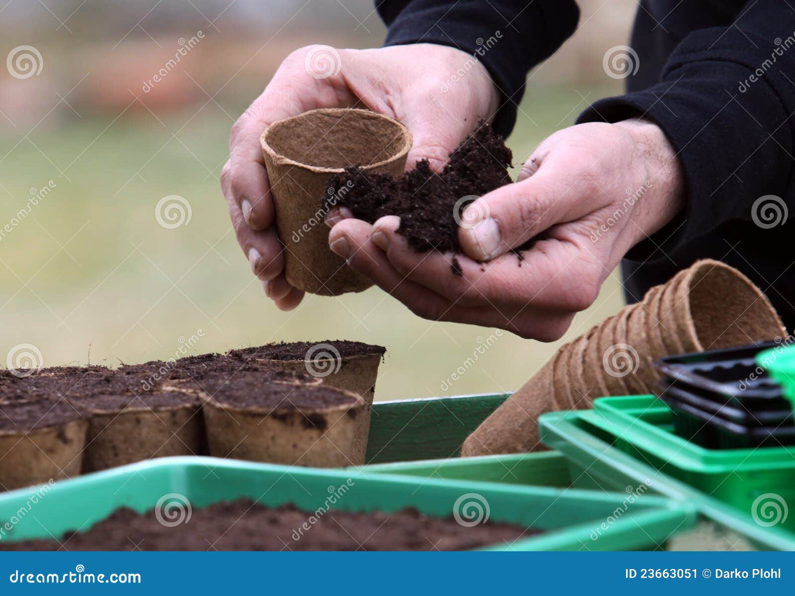 To Prepare Peat Pots for Seed Sowing Stock Image Image of garden