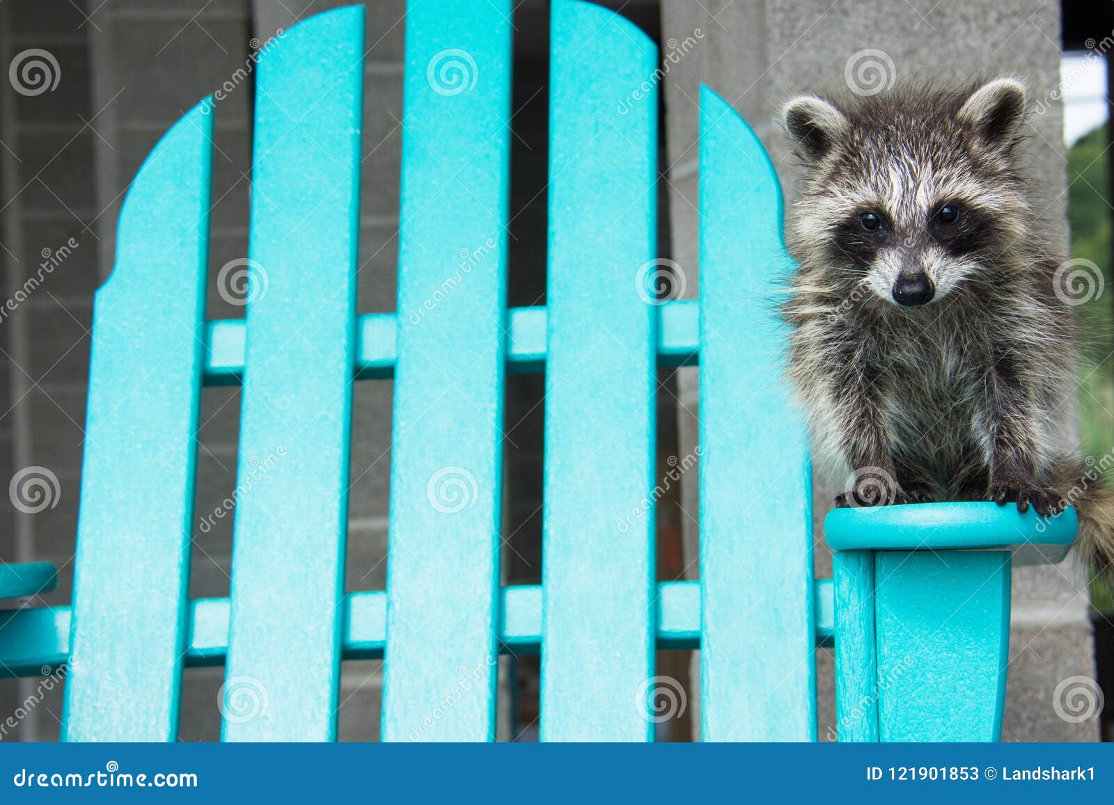 A Baby Raccoon Standing On An Adirondack Chair Stock Image