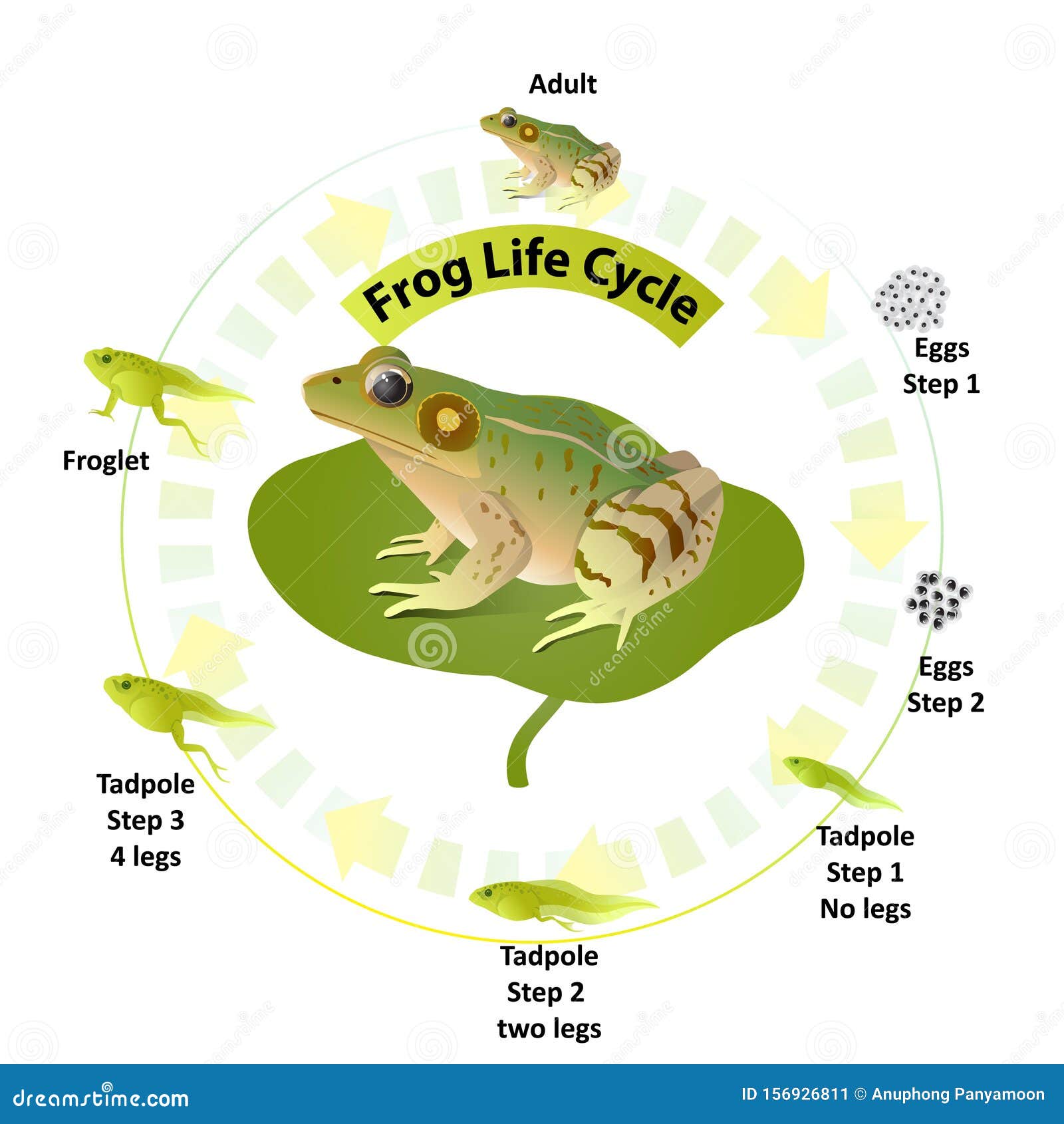 The Life Cycle of Frogs, Amphibians,Insects are Their Food. Stock