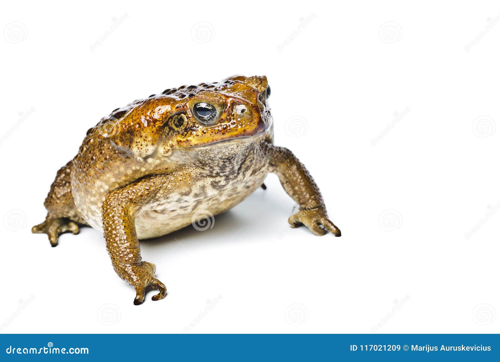 toad aga. rhinella marina.