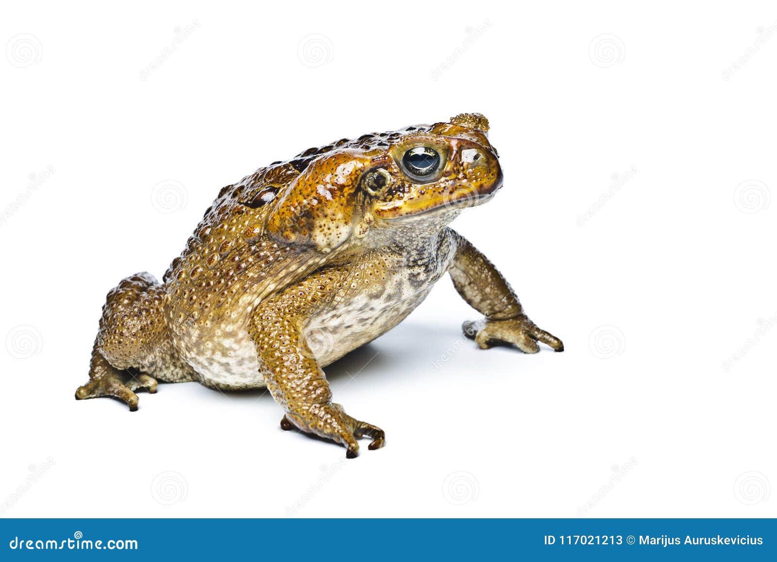 toad aga. rhinella marina.