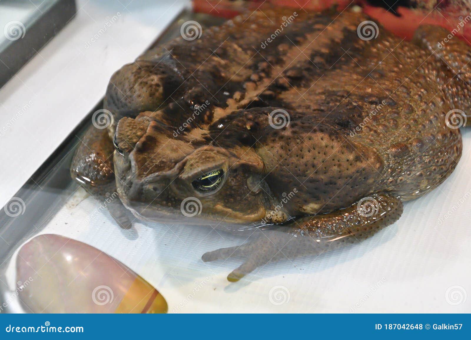 toad-aha or aha latin. rhinella marina in terrarium