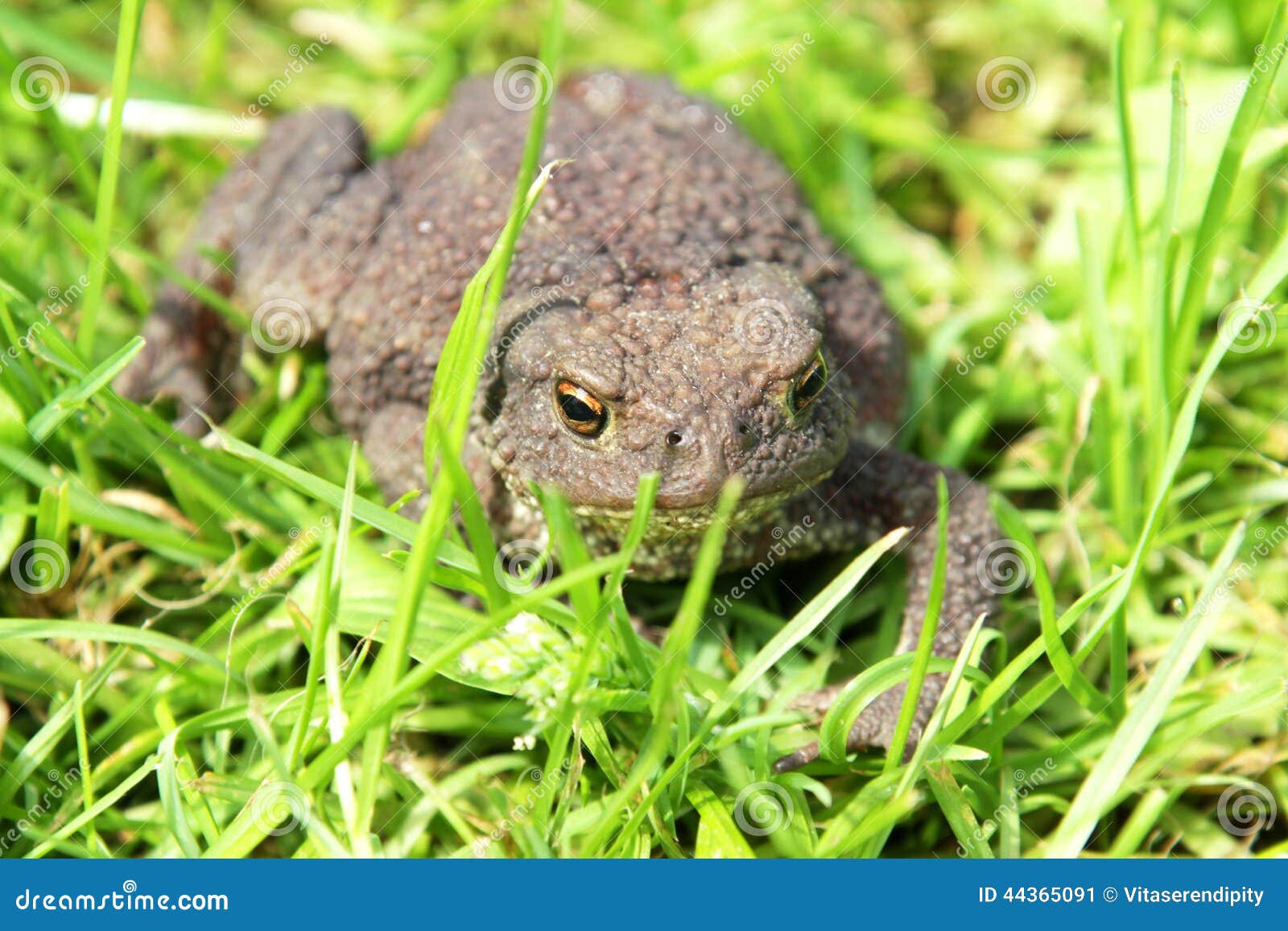 Toad stock image. Image of crawling, crawl, ecologic 44365091