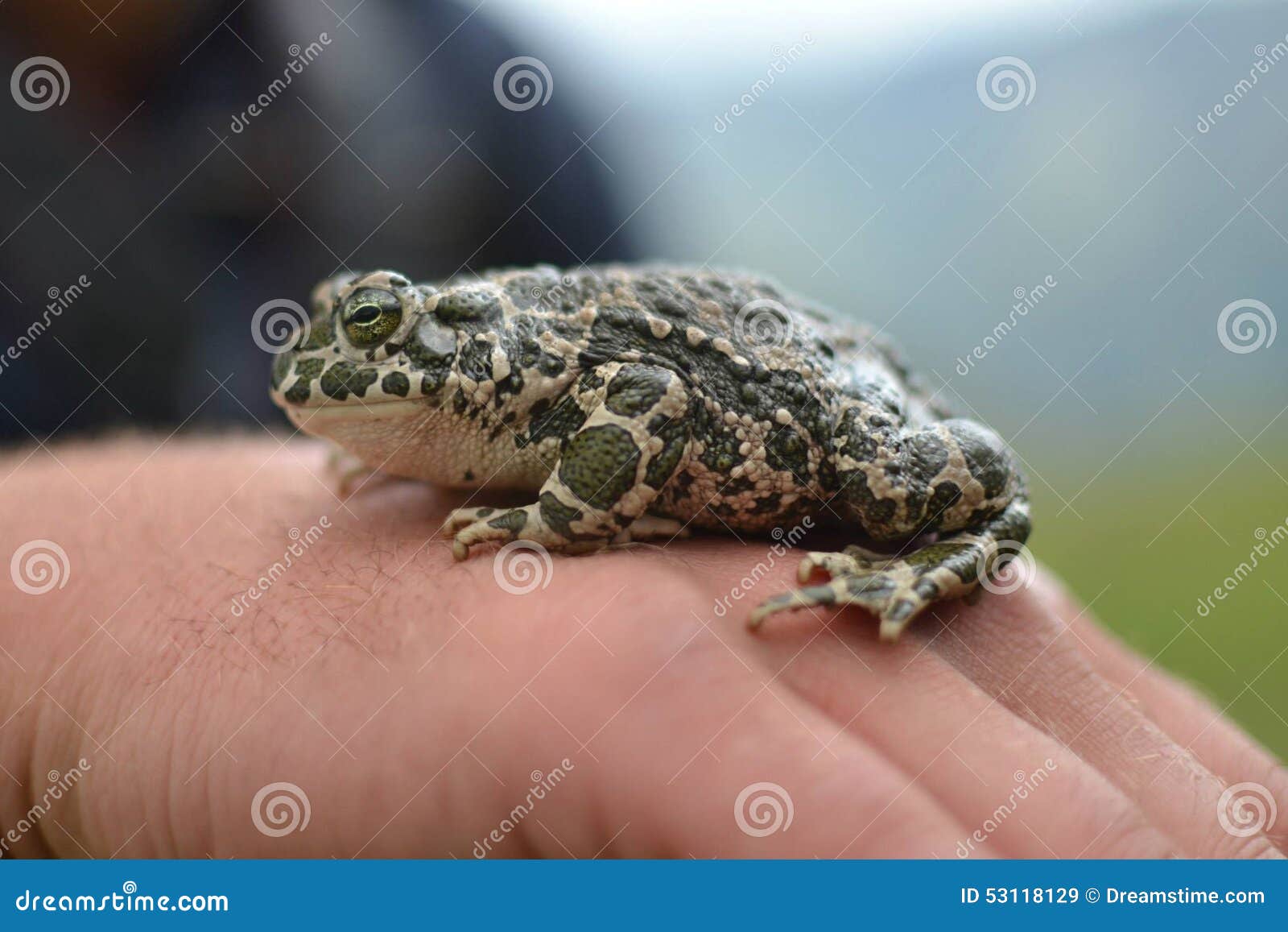Toad stock image. Image of frog, mountain, nature, 53118129