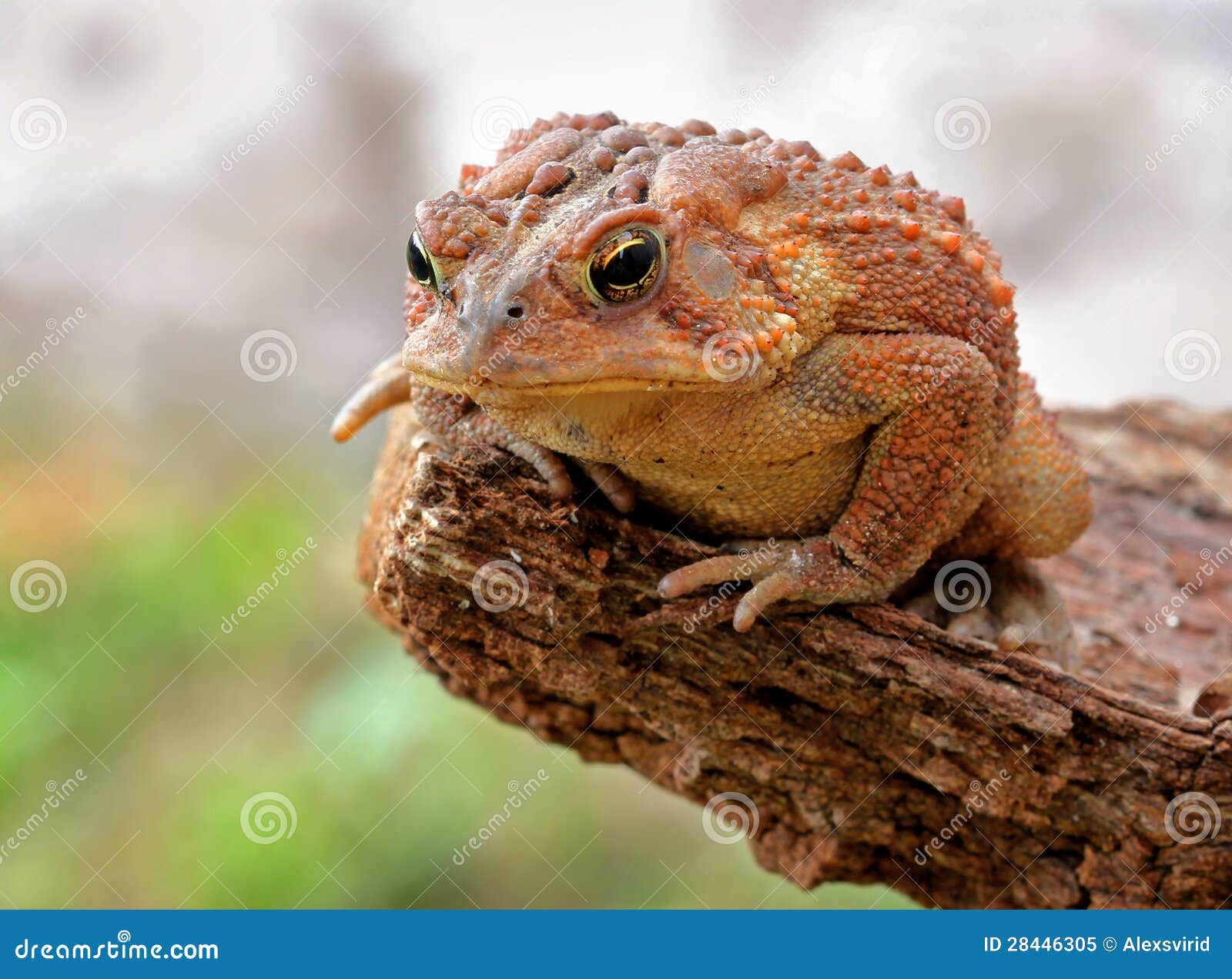 Toad on rock stock image. Image of fauna, alive, jump 28446305
