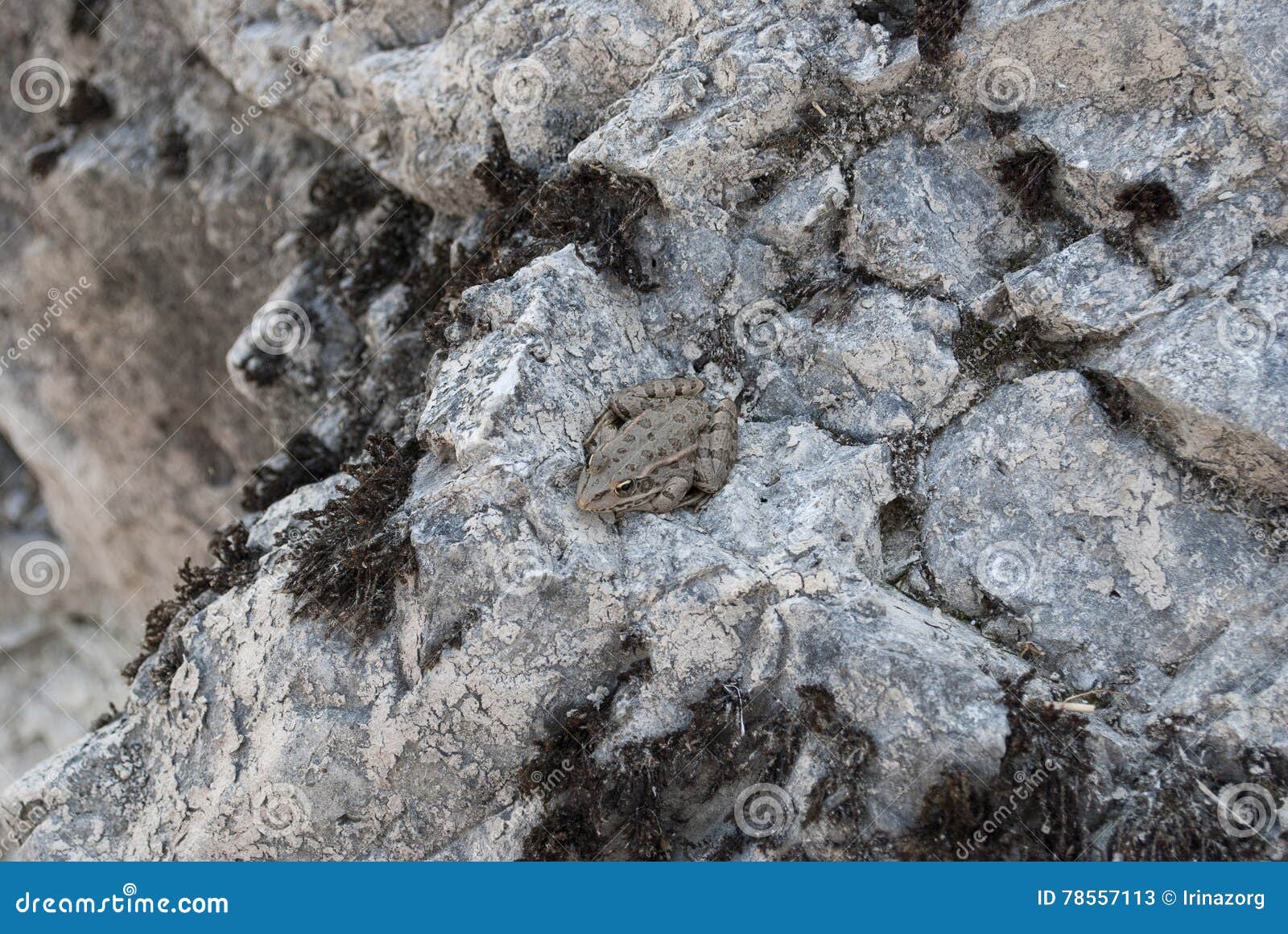 toad on a stone.