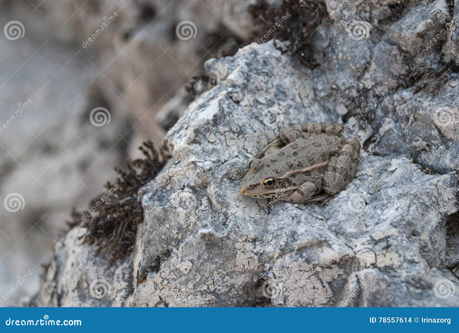 toad on a stone.