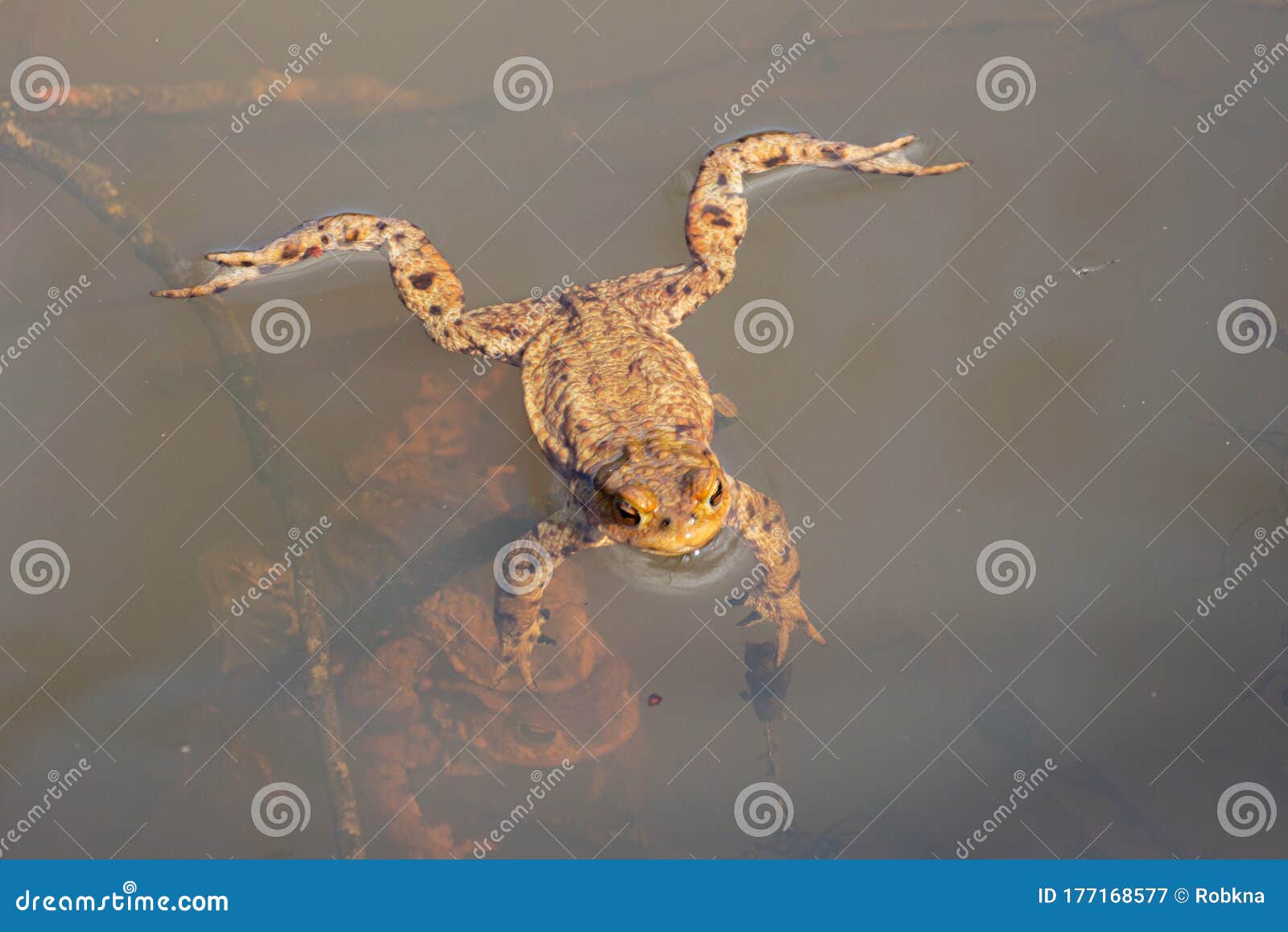Toad Swimming in the Water and Mating Toads Under it, Bufonidae or