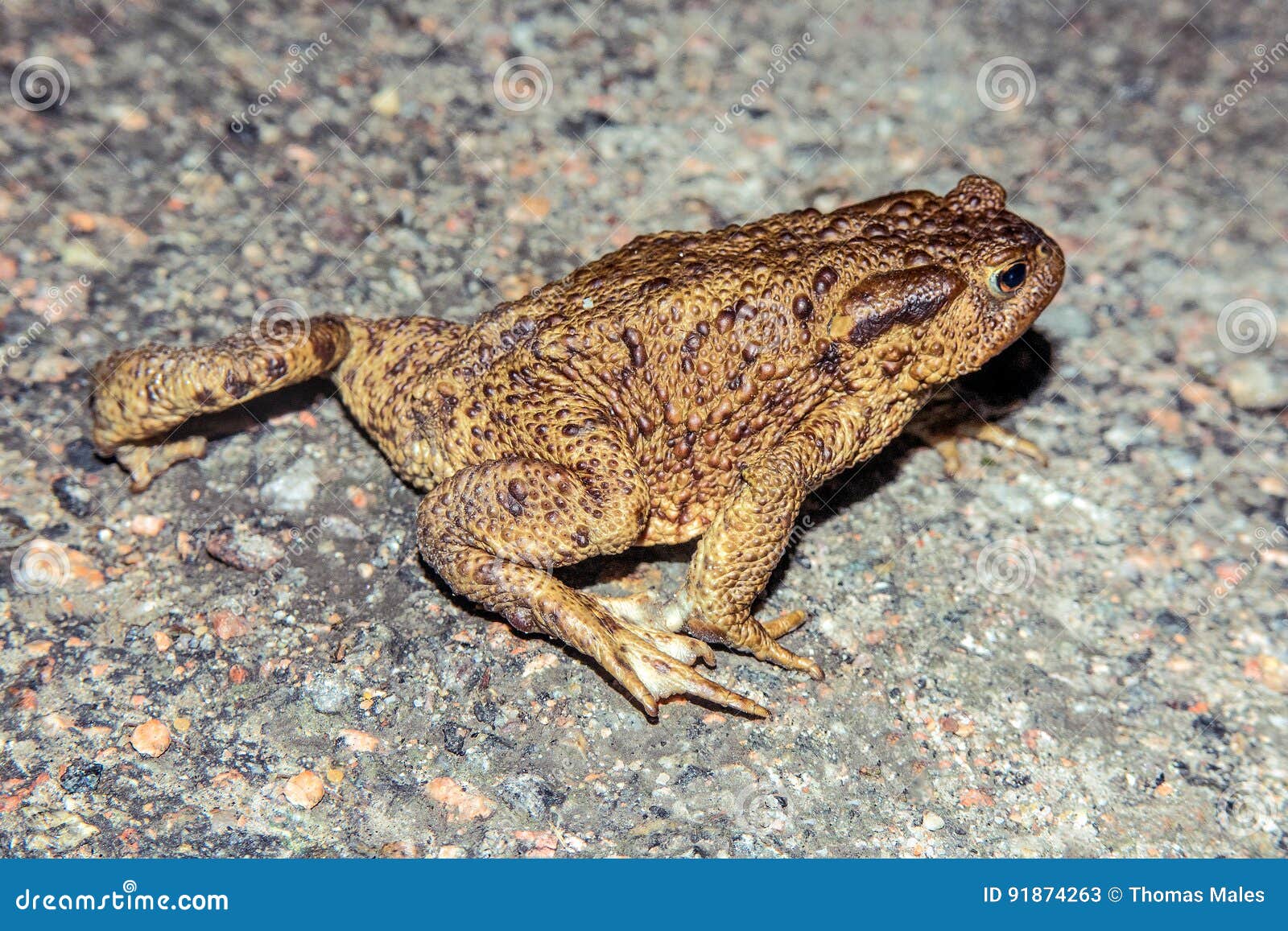 Toad walk stock image. Image of natural, biology, amphibian 91874263