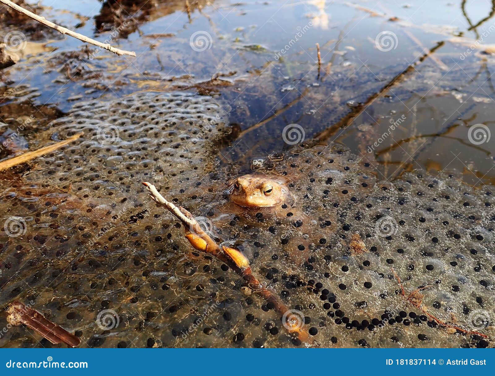 A Toad in Water between Spawned Eggs Stock Photo Image of lines, frog