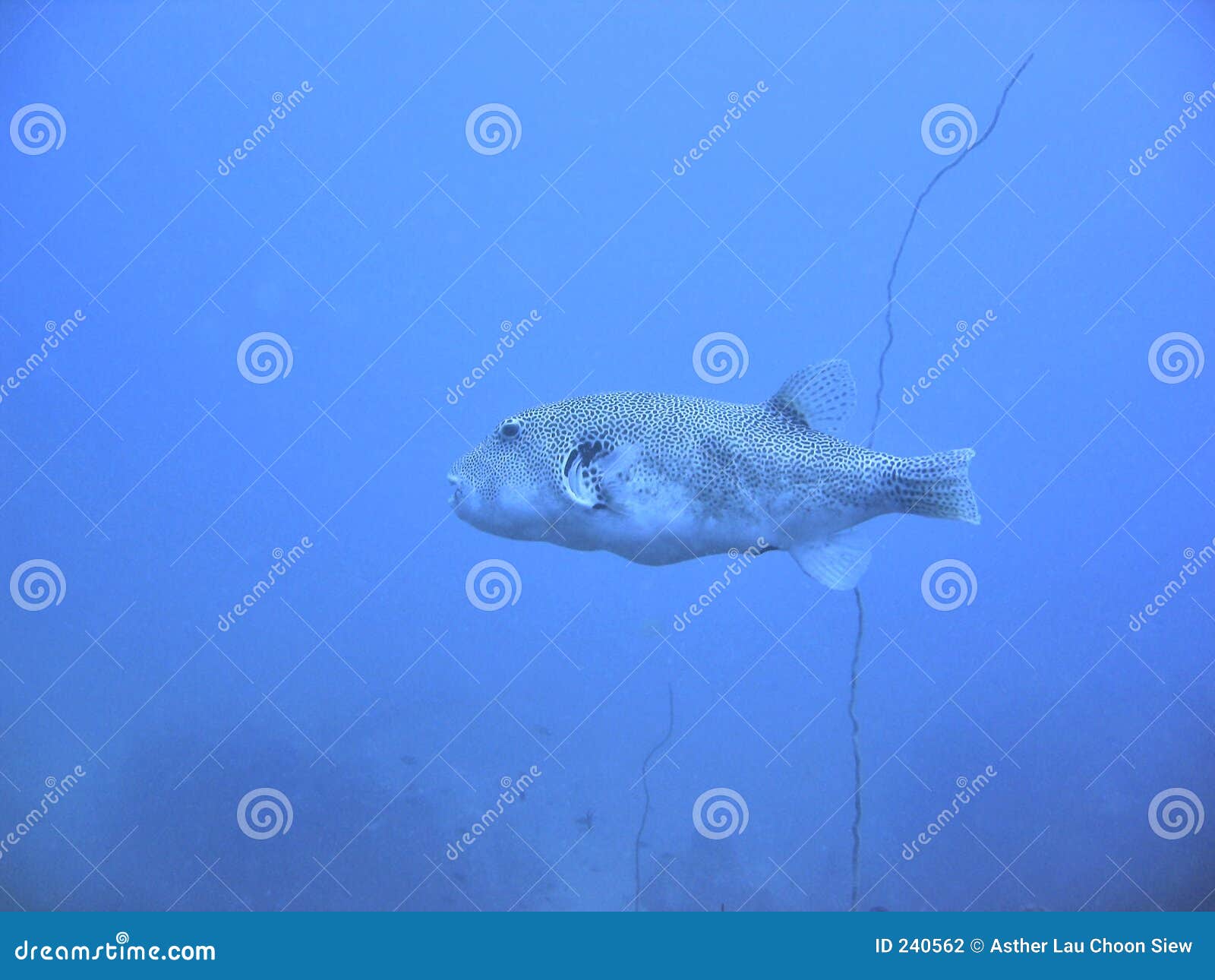 Toadfish stock photo. Image of marine, animal, undersea 240562
