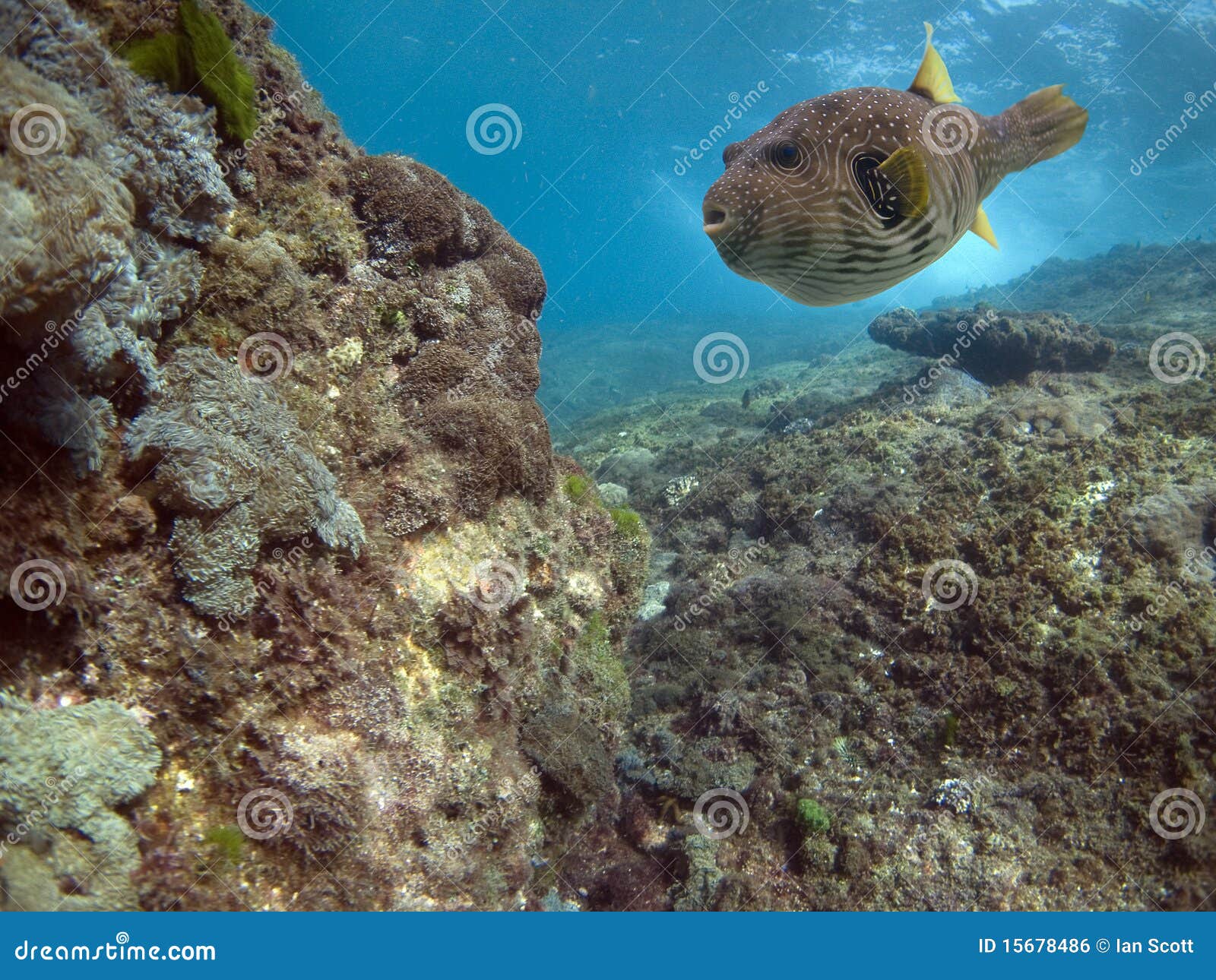 Toadfishreef stock photo. Image of toadfish, coral, ocean 15678486