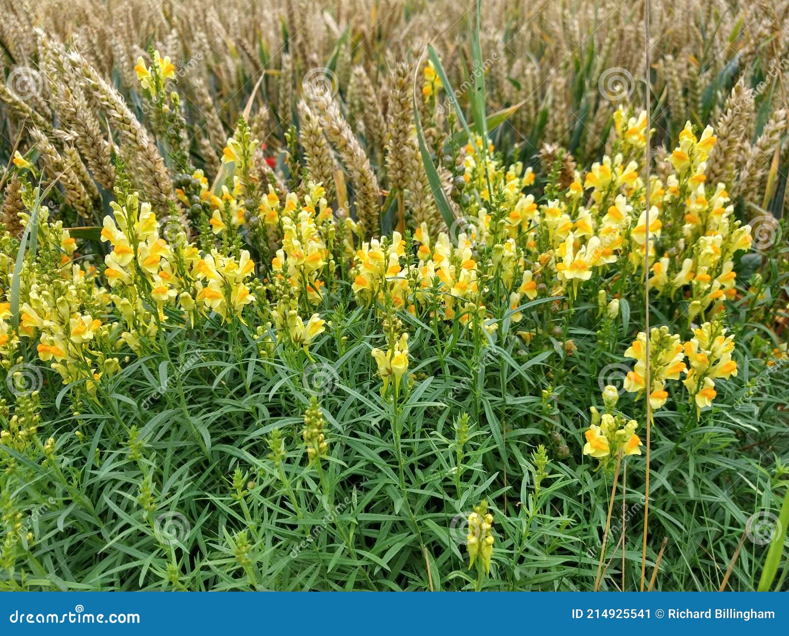 704 Toadflax Photos Free Royalty Free Stock Photos From Dreamstime