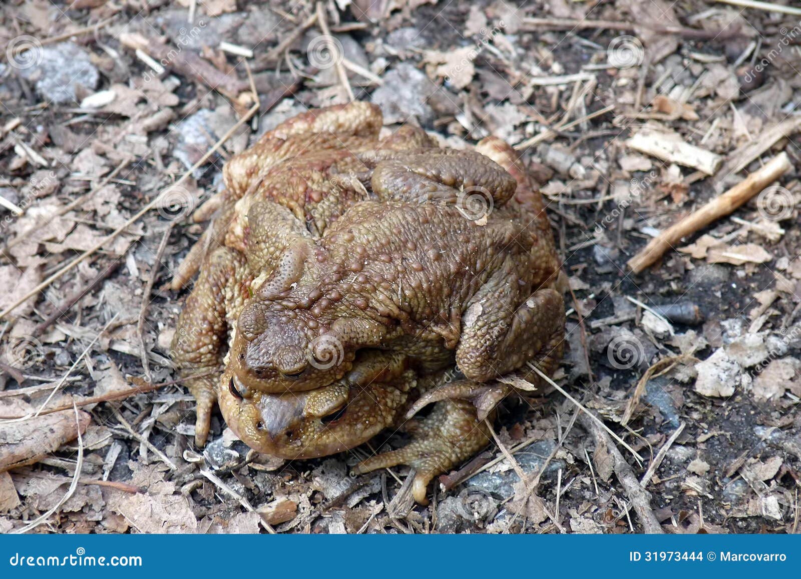 Toads in love stock photo. Image of season, mating, bufo 31973444