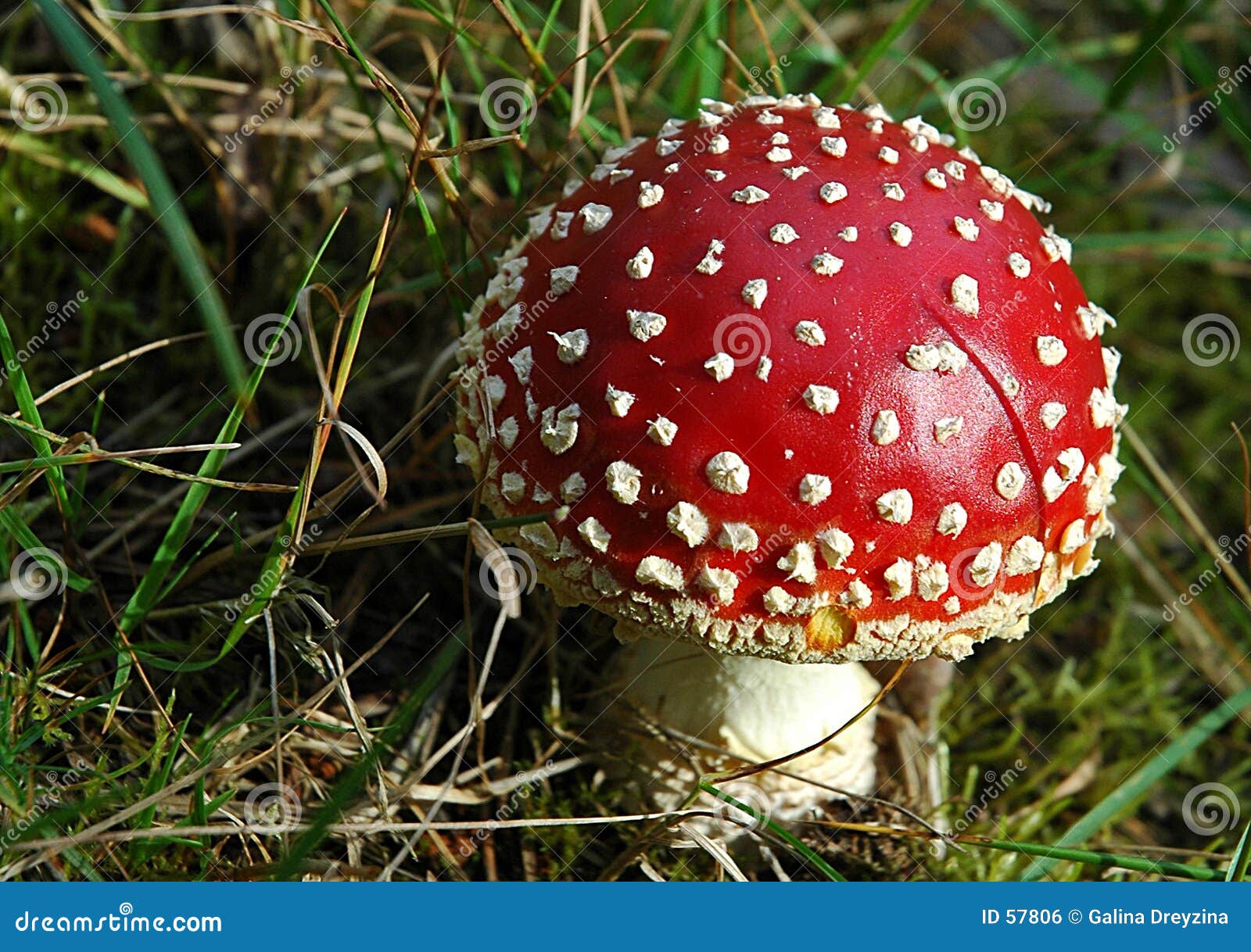 Champignon de couche sauvage, toadstool, rouge, dans la forêt