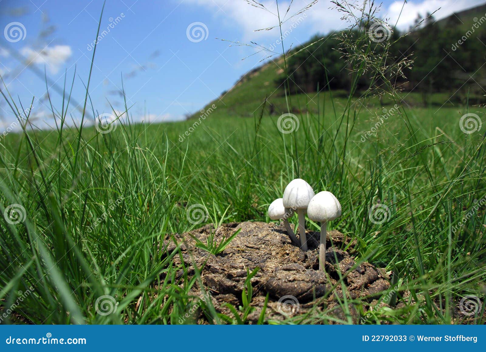 Toadstool Growing In Cow Dung Stock Image Image Of Growing