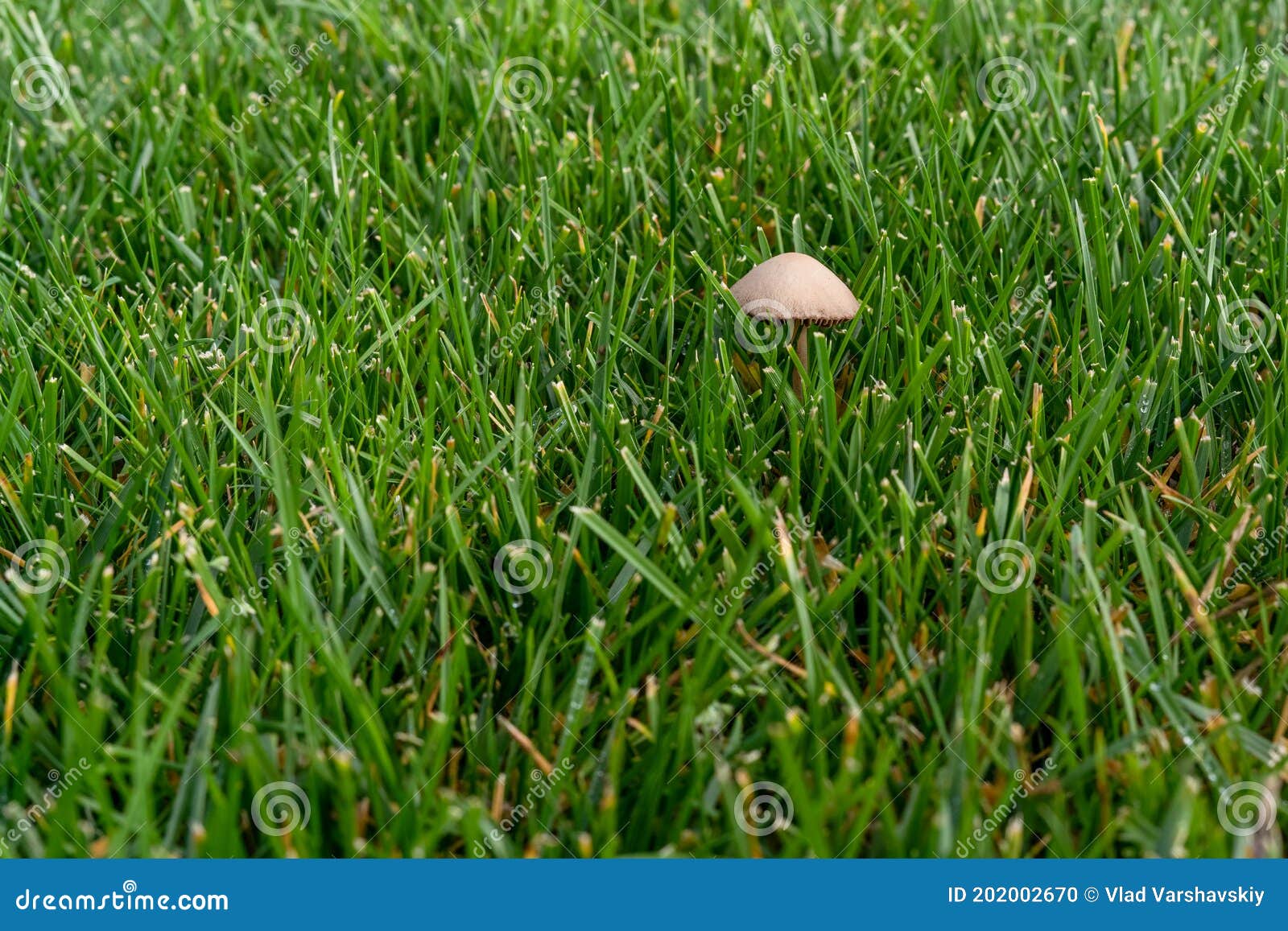 Toadstool Mushroom Growing in a Lawn after Excessive Watering and