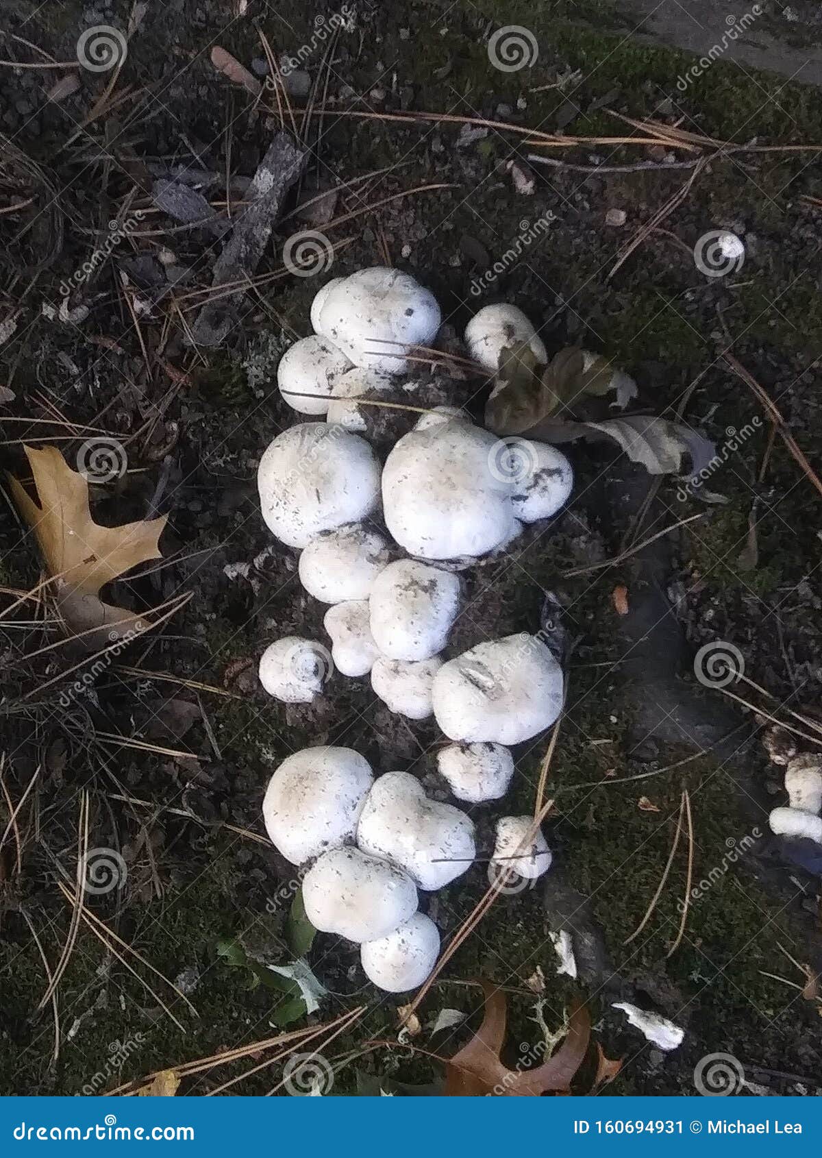 toadstools in winter on s e dolph court in portland oregon usa