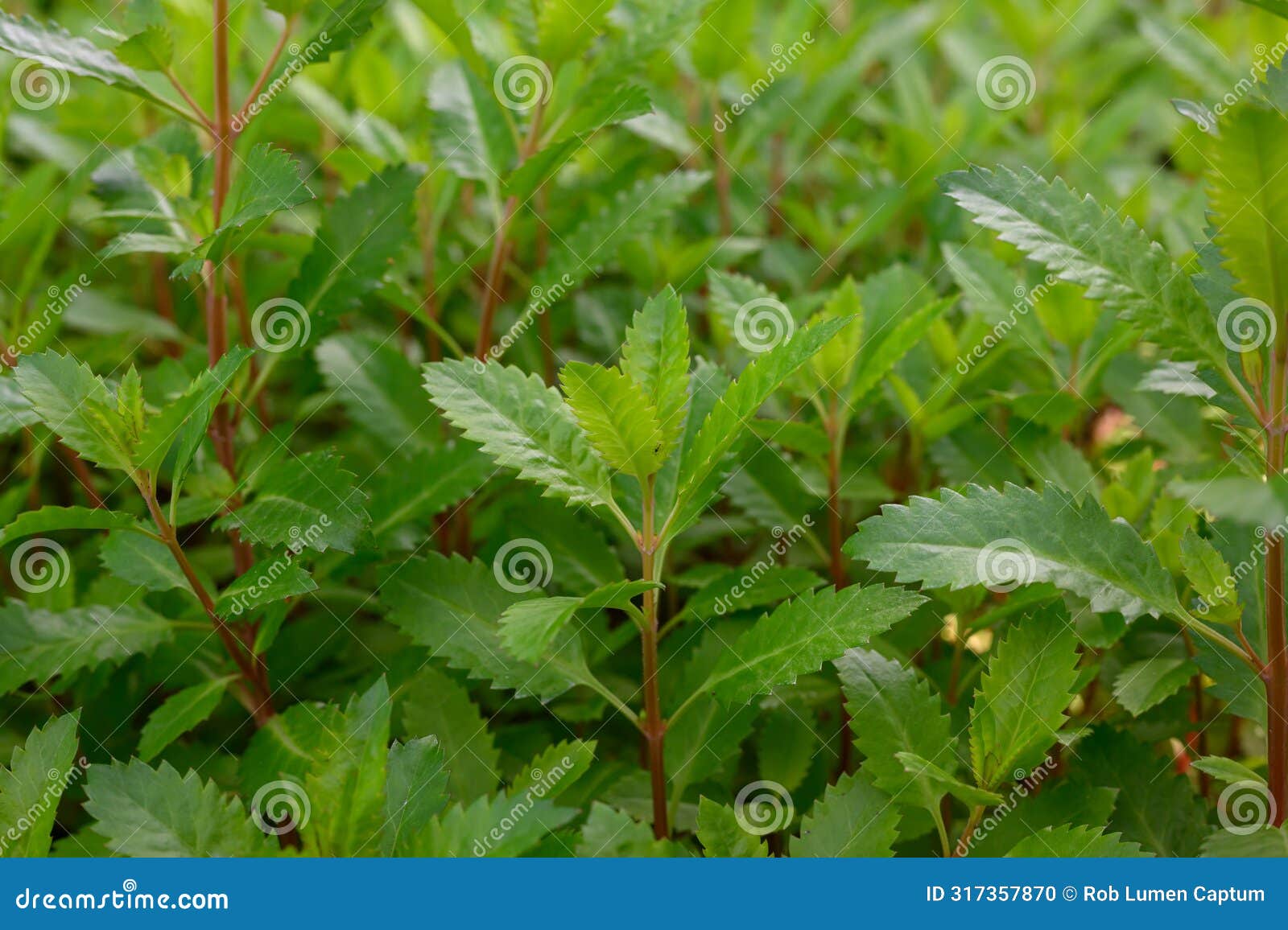 toatoa, the shrubby haloragis erecta, foliage