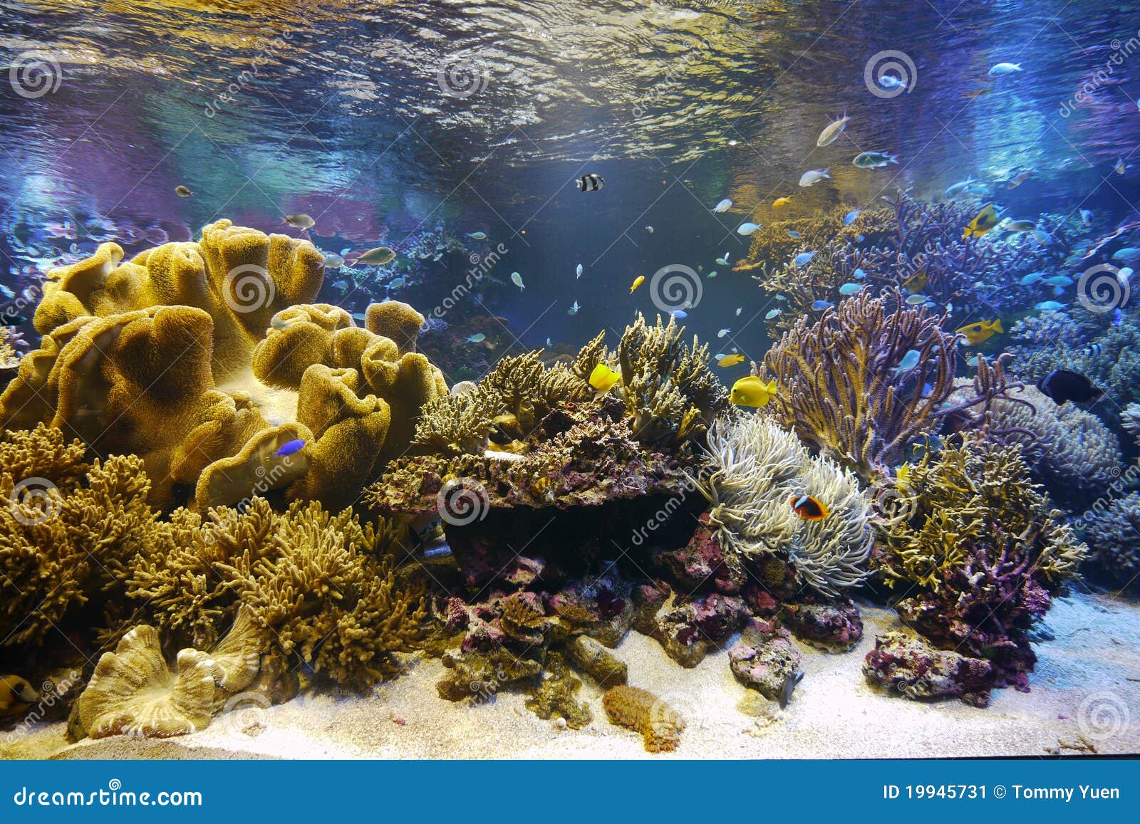 Toba Aquarium stock image. Image of coral, underwater - 19945731