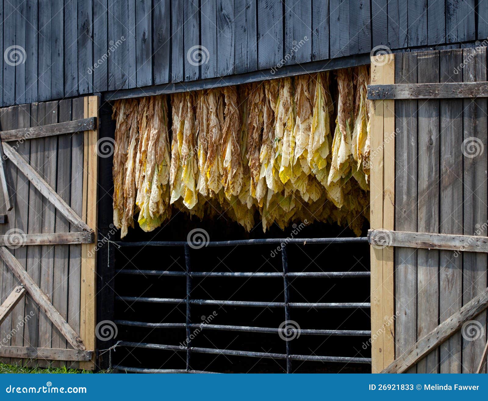 Tobacco Barn stock image. Image of gold, drying, farming 26921833