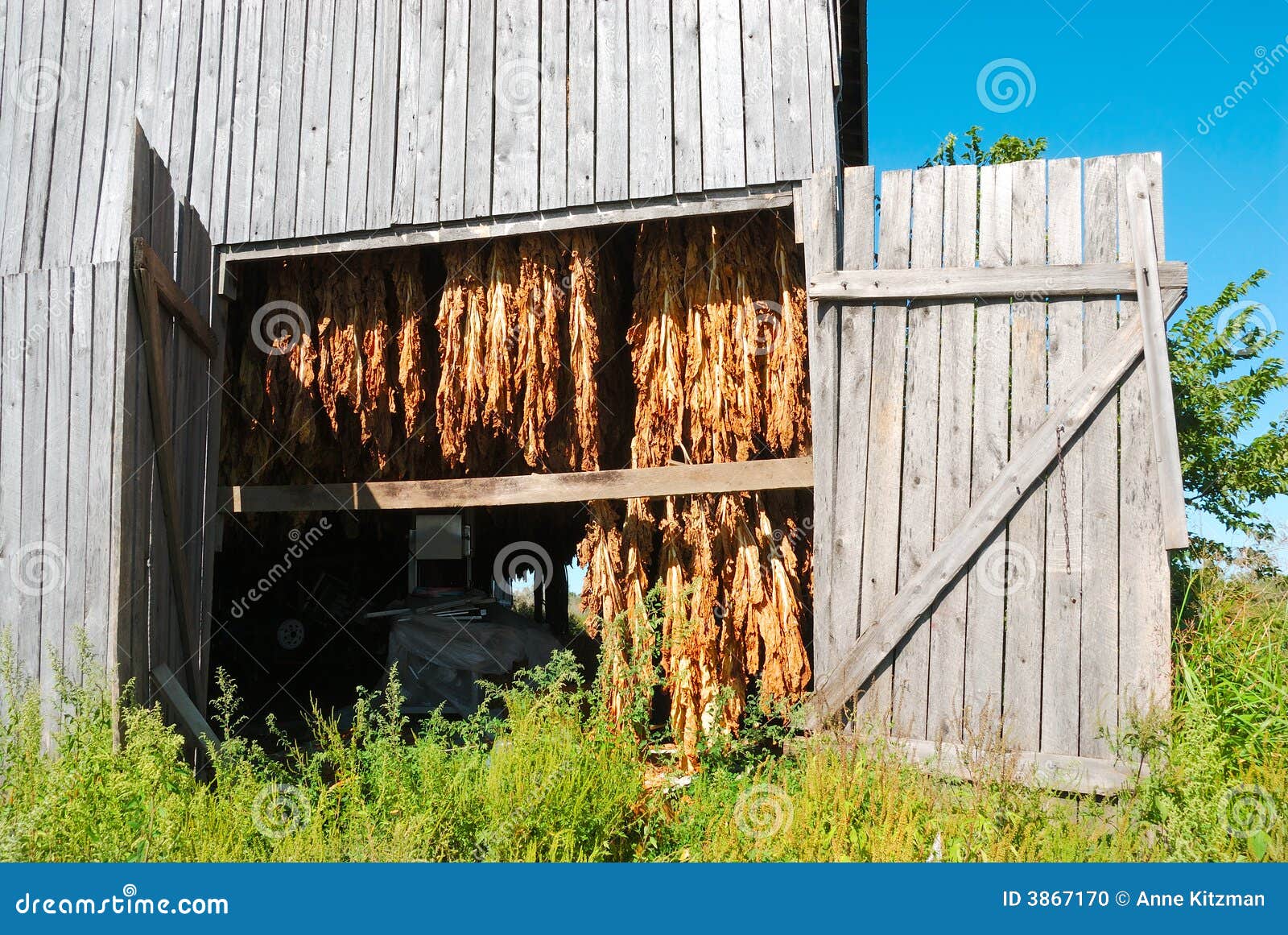 Tobacco Barn in Kentucky USA Stock Photo Image of grass, cigarettes