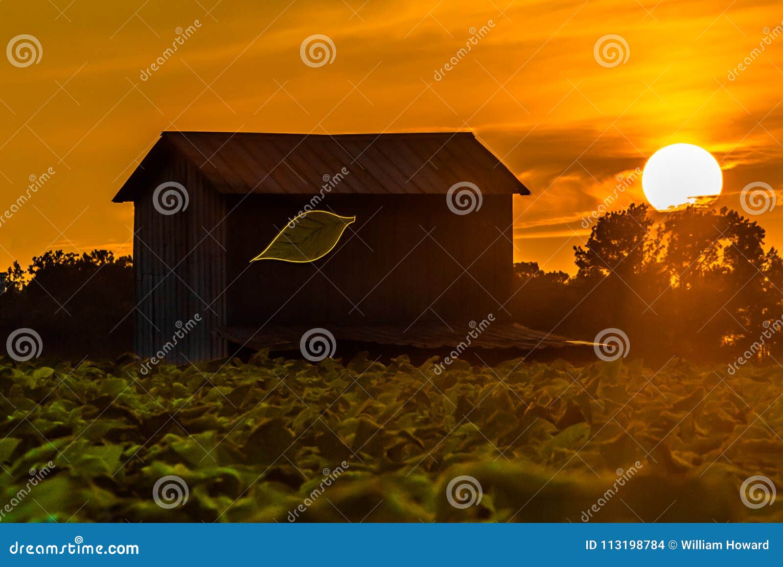 tobacco barn at sunset