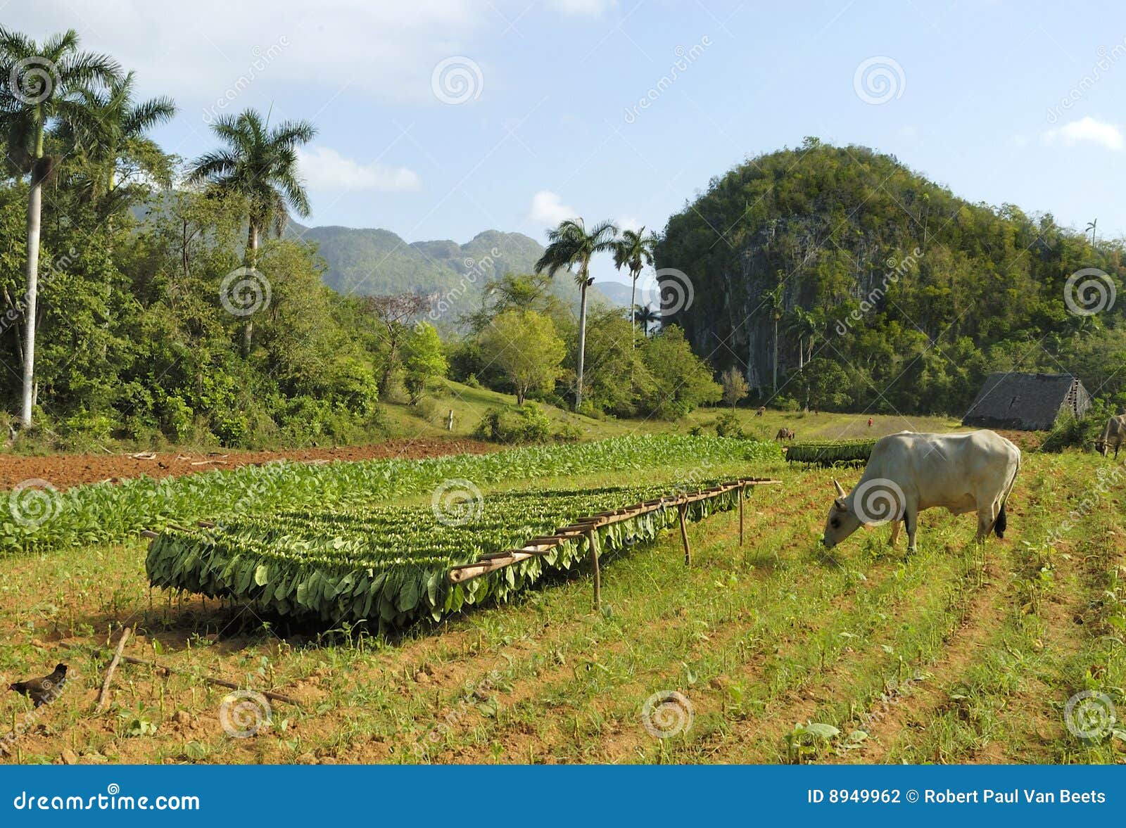 Tobacco farm in Cuba stock photo. Image of tobacco, cigars 8949962