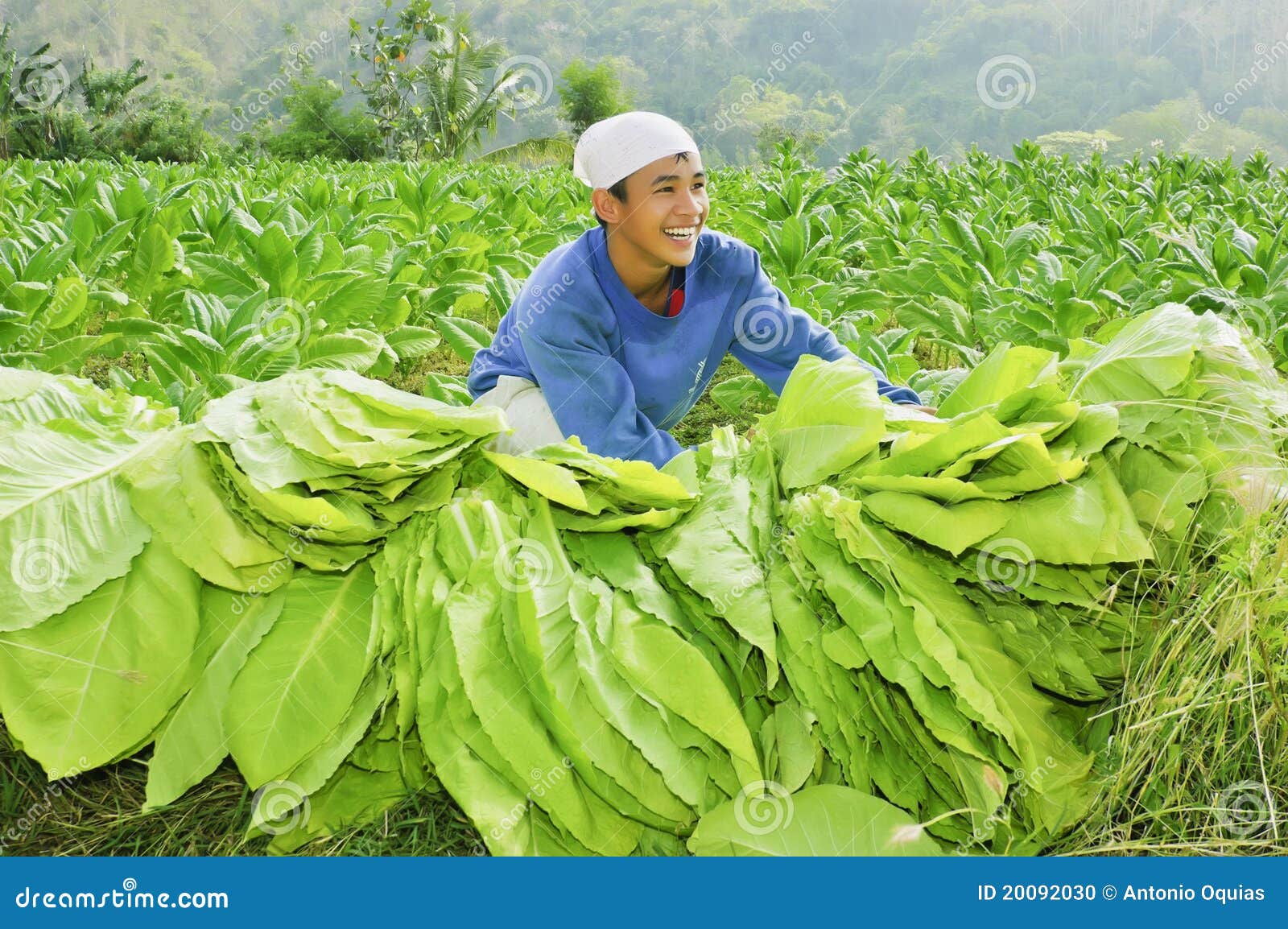 Tobacco Farmer editorial image. Image of male, leaves 20092030
