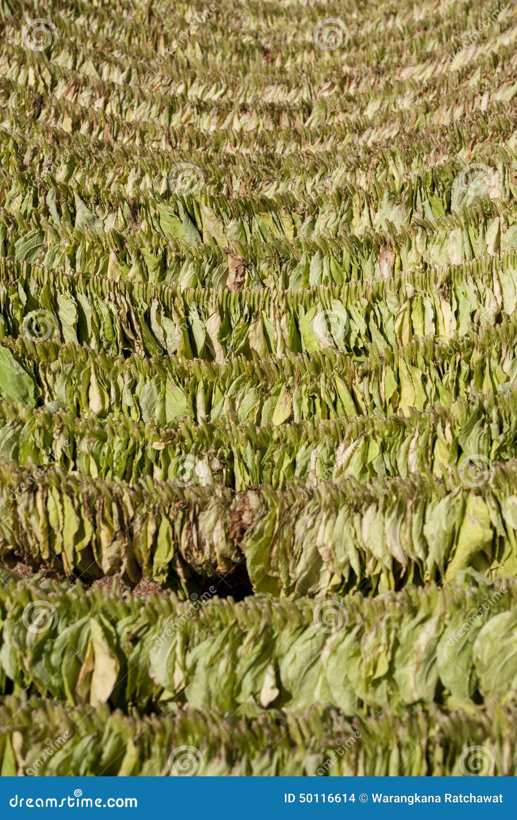 tropico 1 tobacco farms per factory tropico 1 tobacco farms per factory