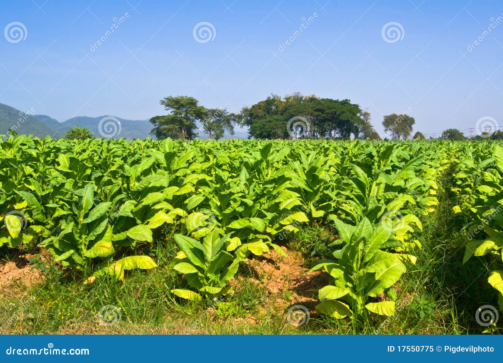 Tobacco field Thailand stock image. Image of harvest 17550775