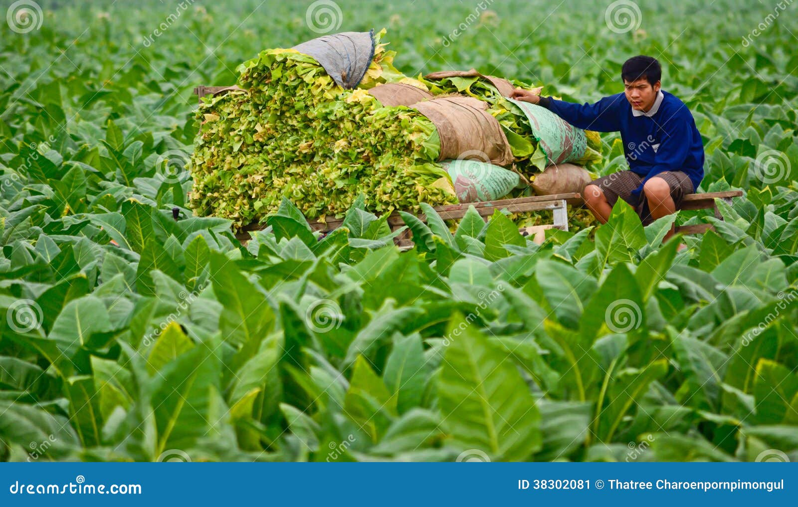 Tobacco field in thailand editorial photo. Image of leaf 38302081