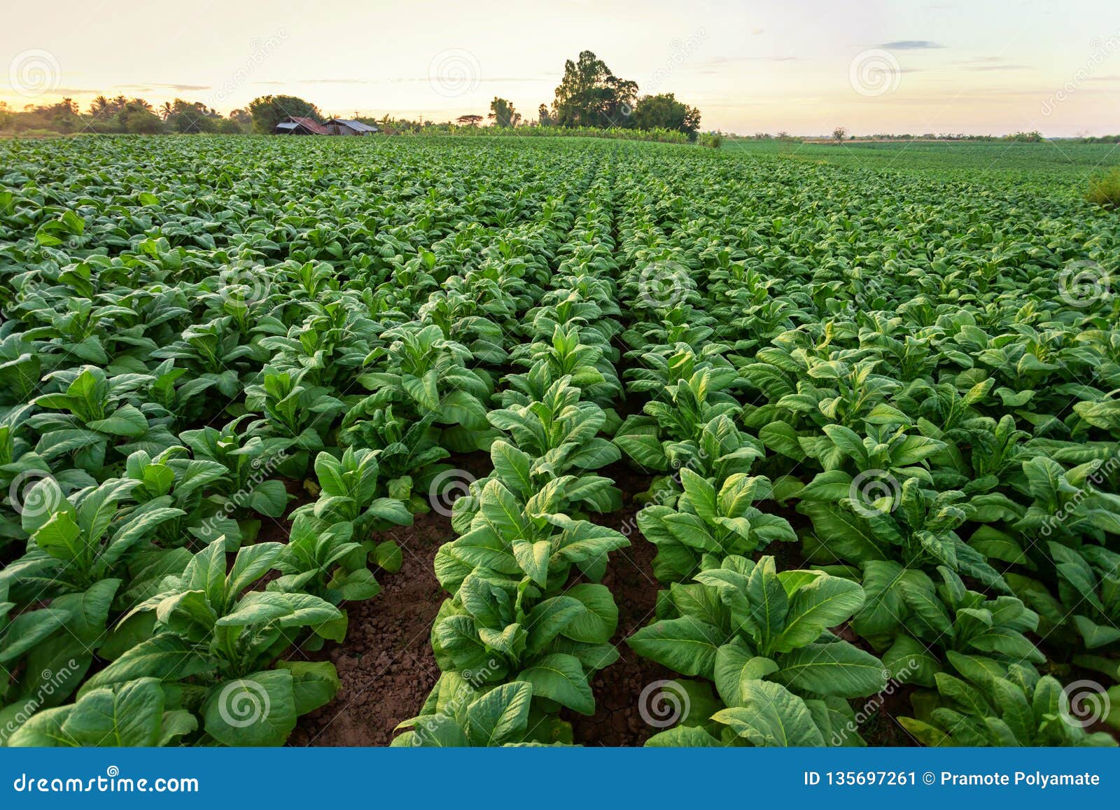 tobacco field, tobacco big leaf crops growing in tobacco plantation field