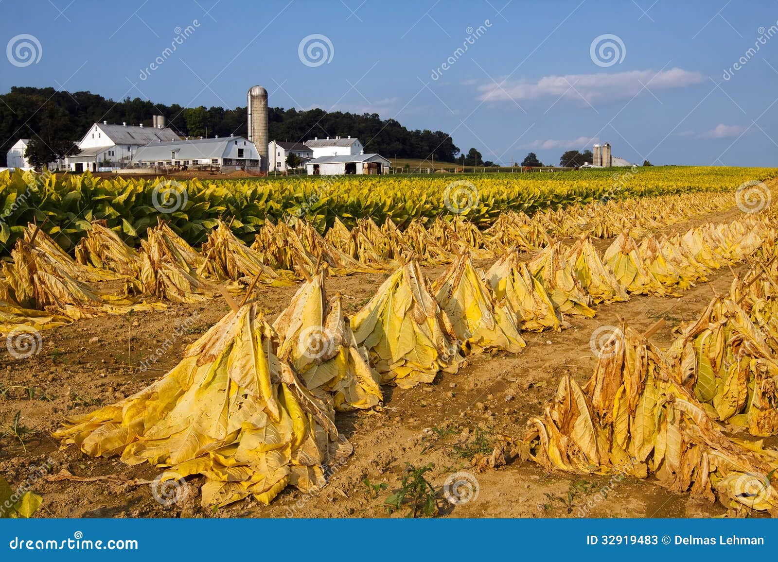 Tobacco Harvest Stock Photos - Image: 32919483