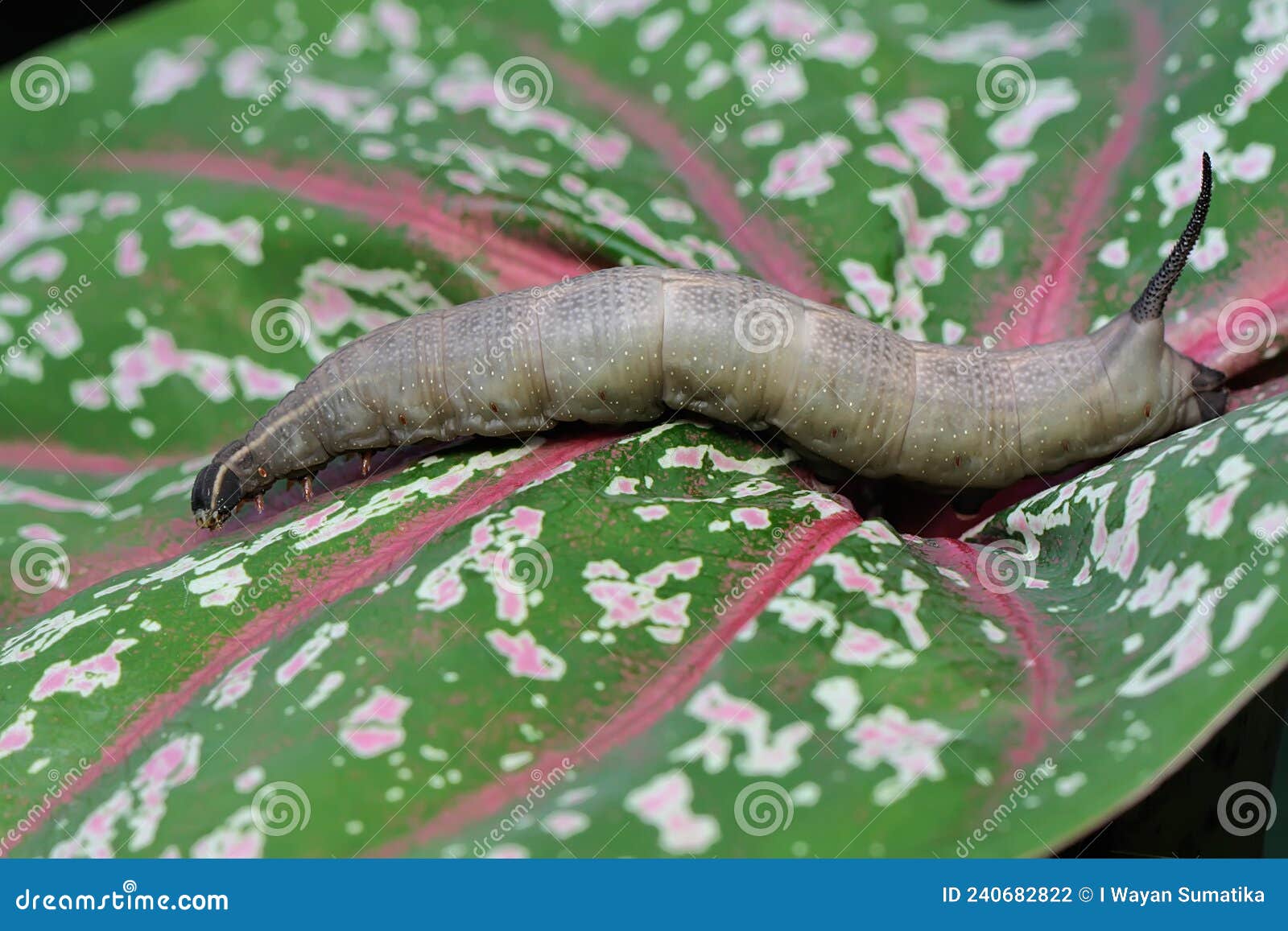a tobacco hornworm is crawling on a caladium leave.