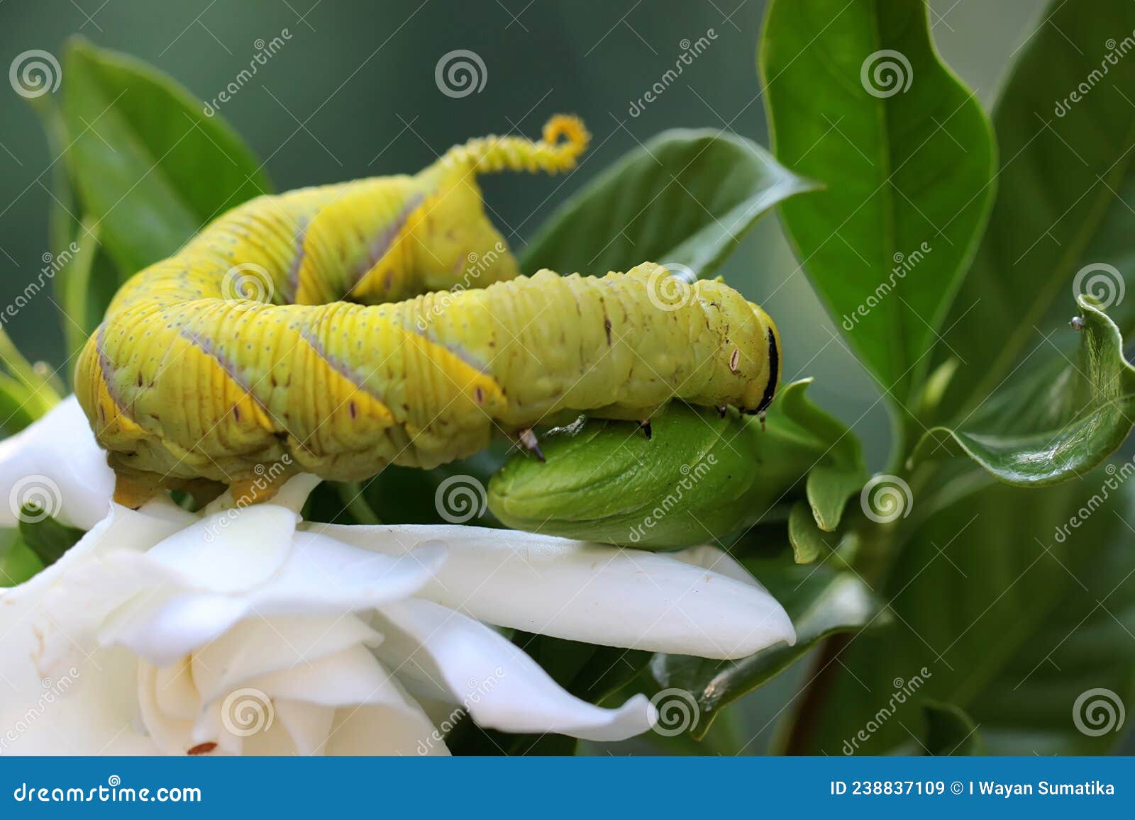 a tobacco hornworm is eating a wild flower.