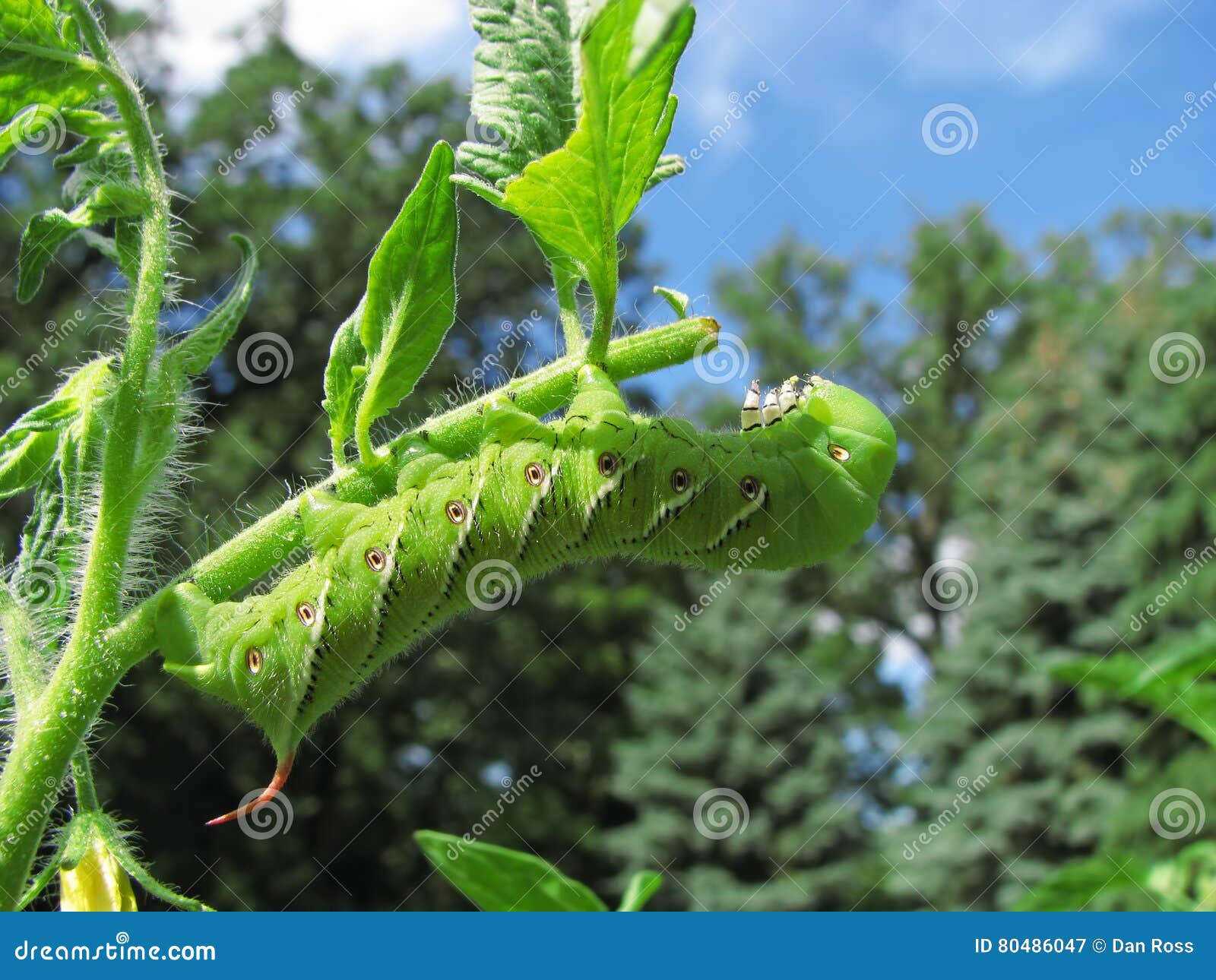 download tobacco hornworm caterpillar download tobacco hornworm caterpillar