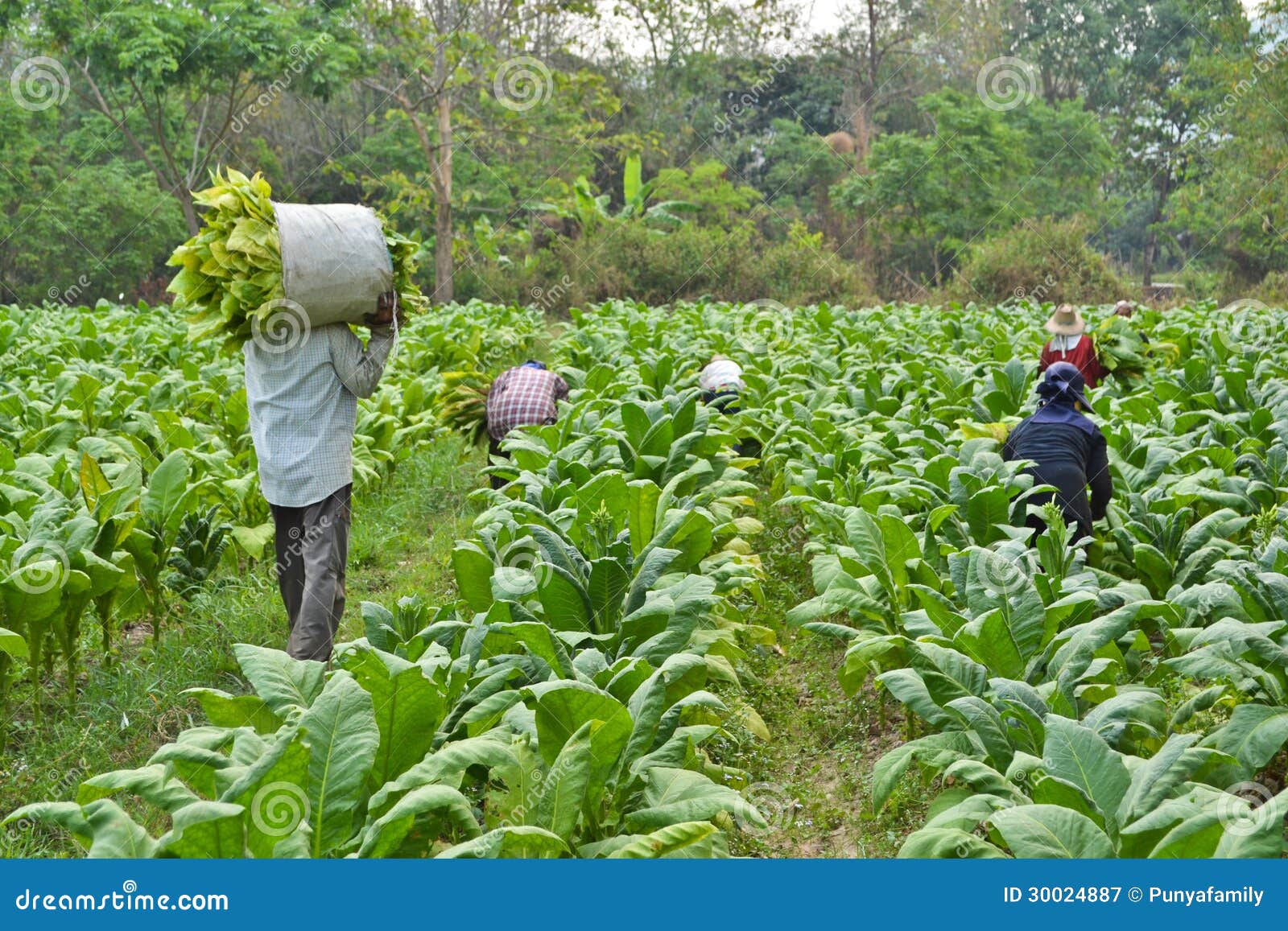 tobacco plant and farmer in farm