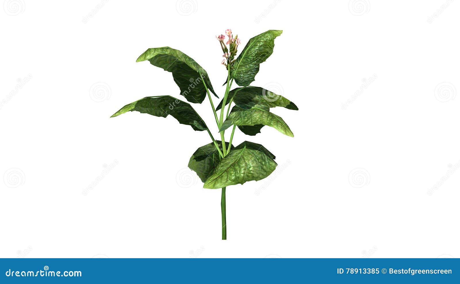 8,667 Tobacco Plant Stock Photos - Free & Royalty-Free Stock Photos from  Dreamstime