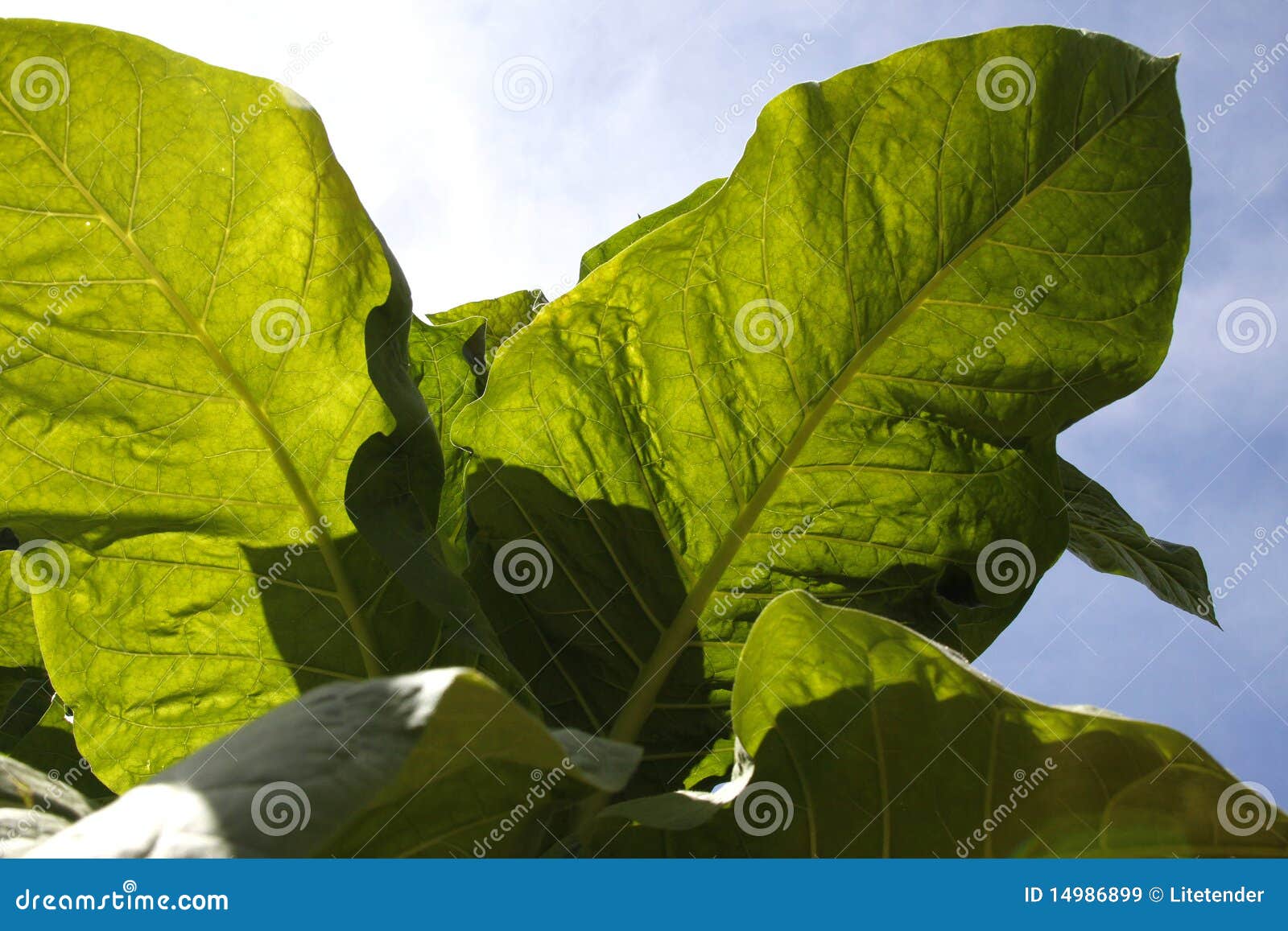 tobacco plant leaves