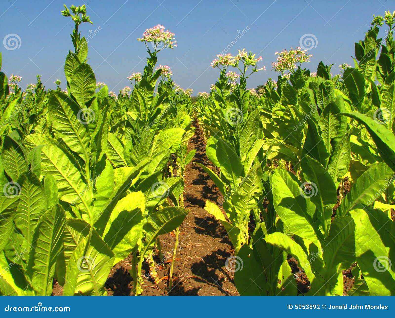 Tobacco Plantation stock photo. Image of nicotine, cigar 5953892