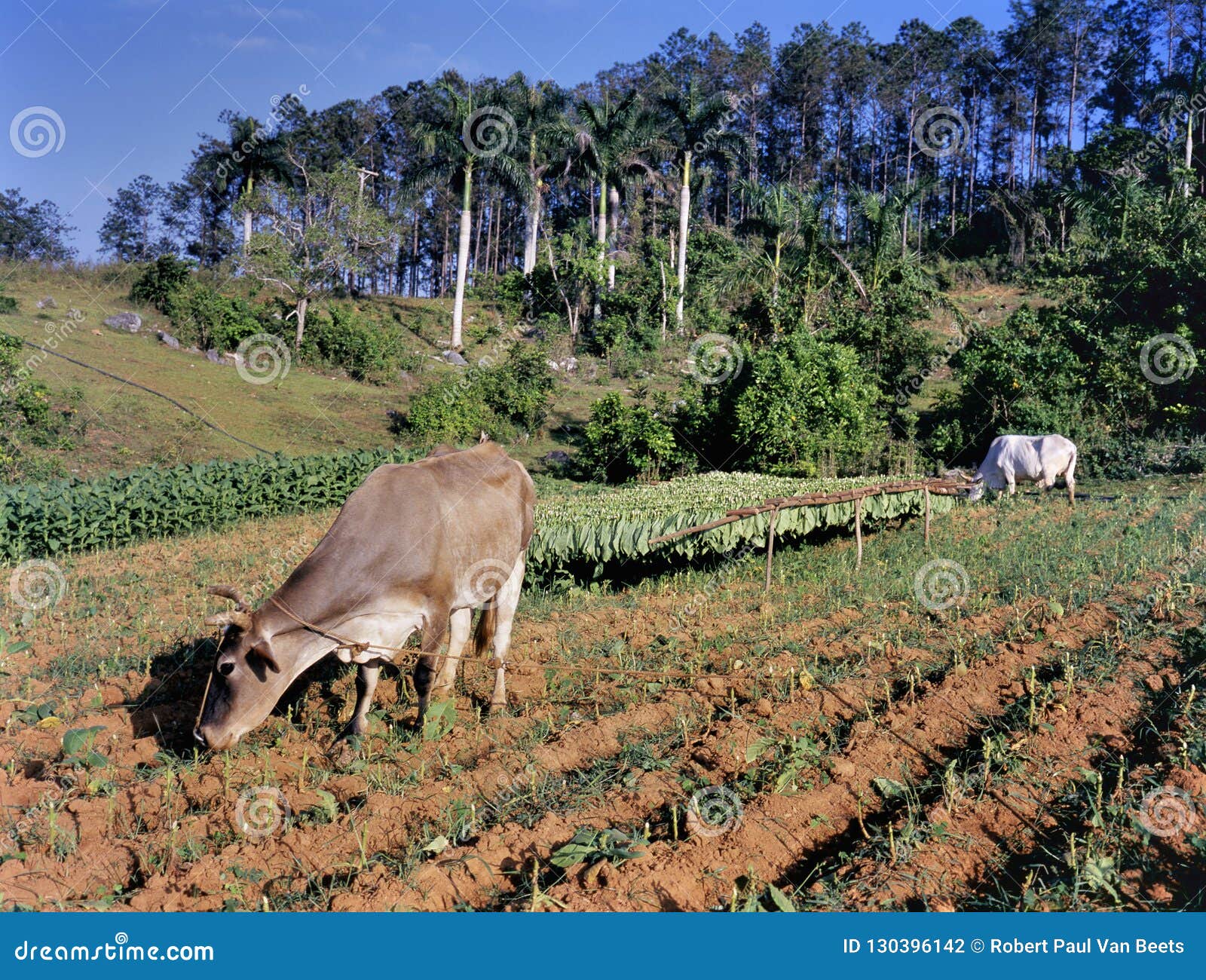 tobacco field, pinar del rio province, cuba
