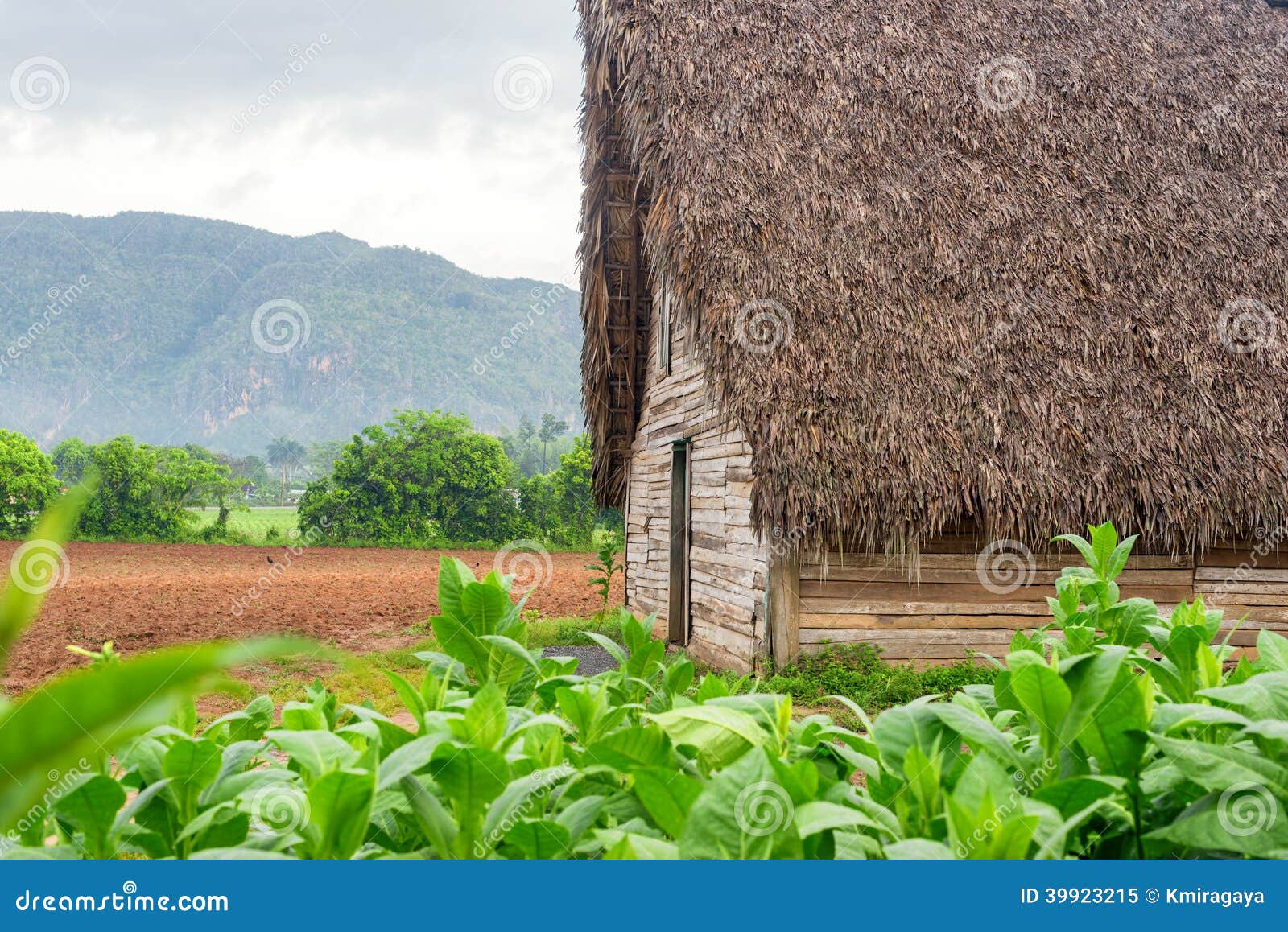 tobacco plantation and tobacco curing barn in cuba