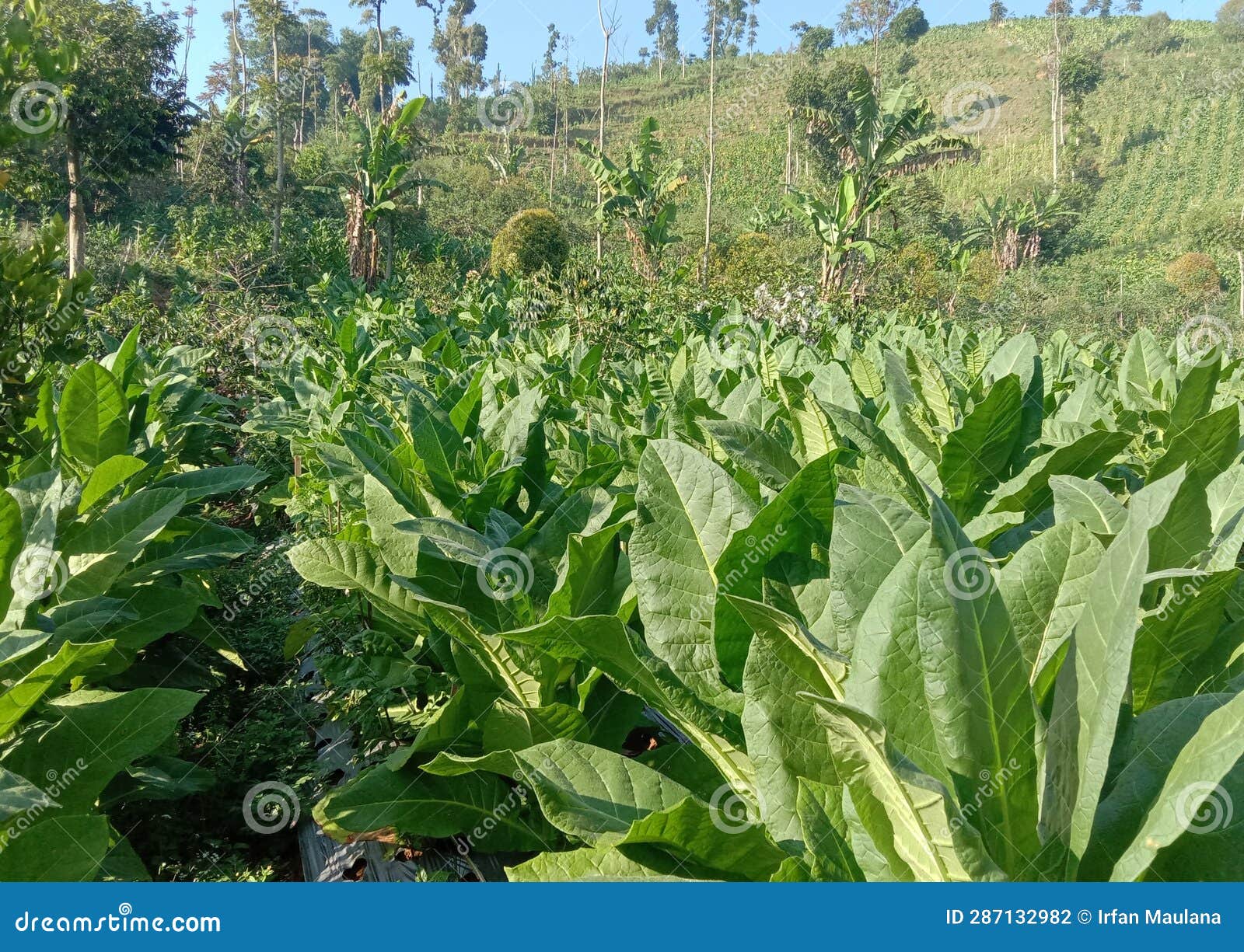 Will Tobacco Plants Harm My Tomatoes Australia